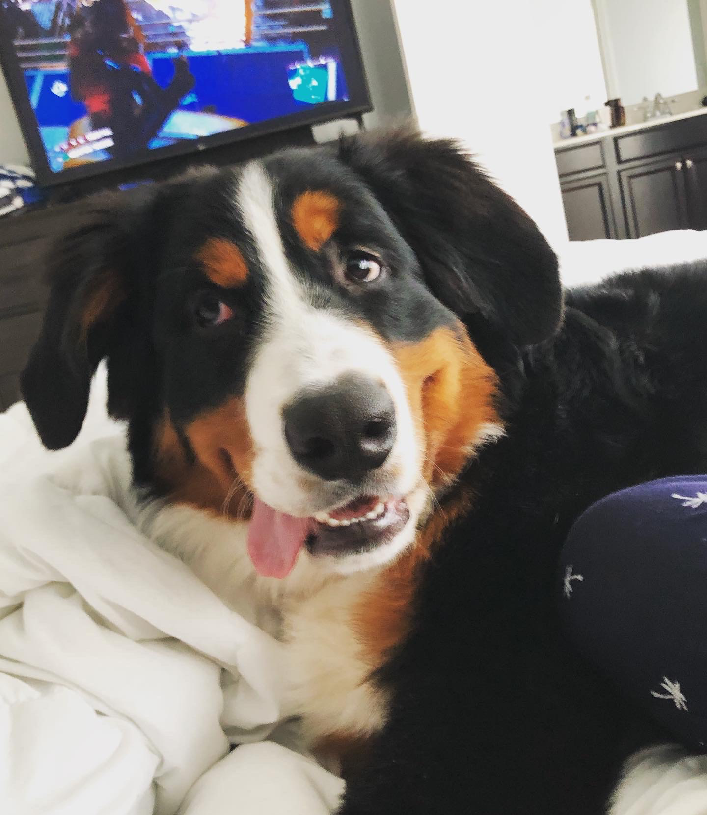 Help Ace Battle Cancer: Surgery & Chemo Needed campaign photo, 4 of 7