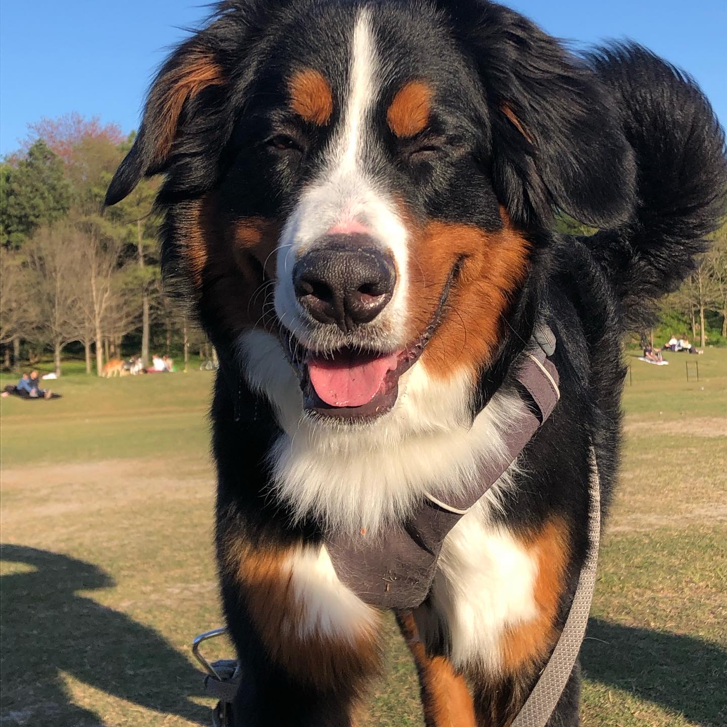 Help Ace Battle Cancer: Surgery & Chemo Needed campaign photo, 5 of 7