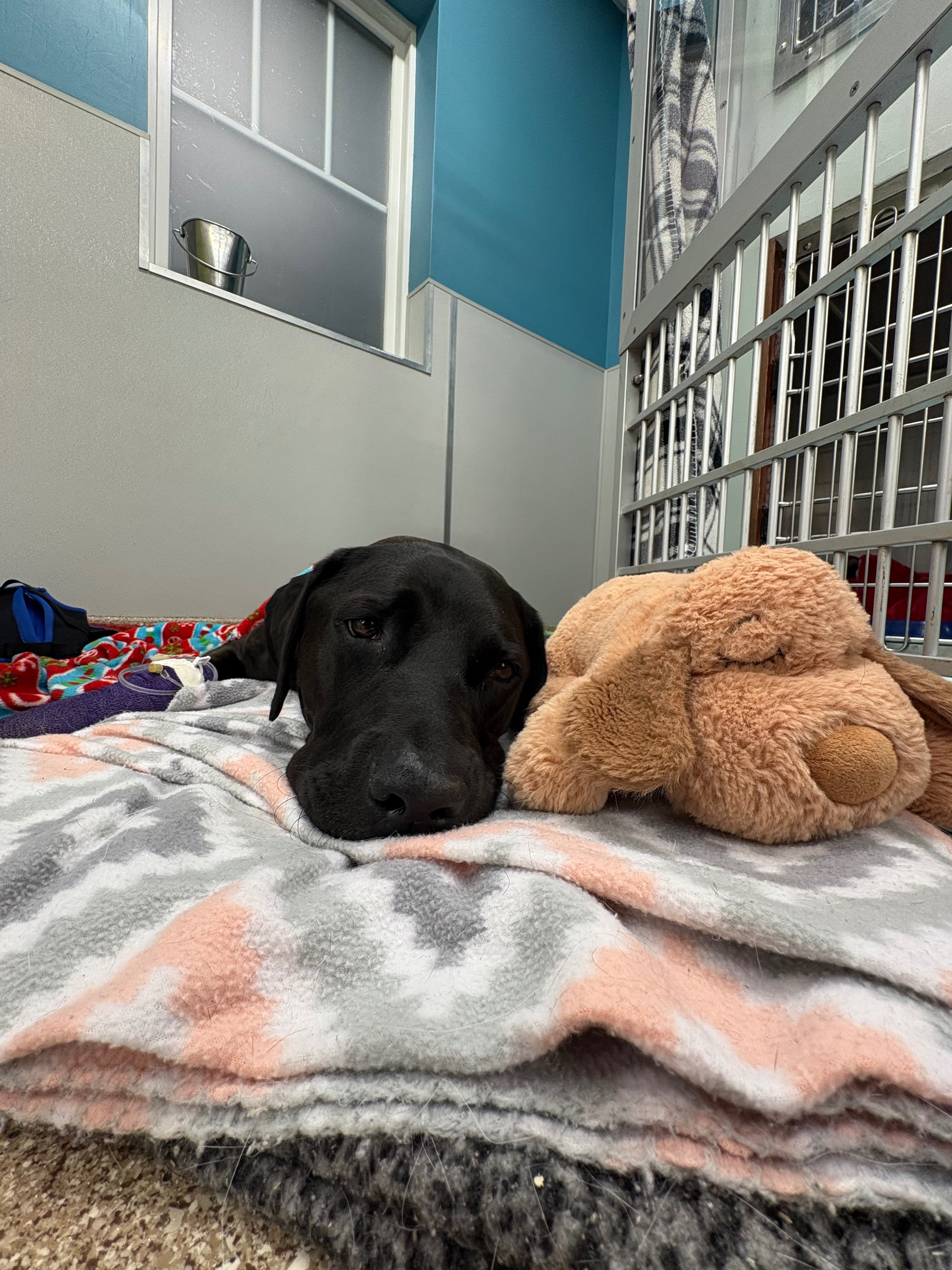 Scout Needs Your Help After Tragic Accident campaign photo, 5 of 6