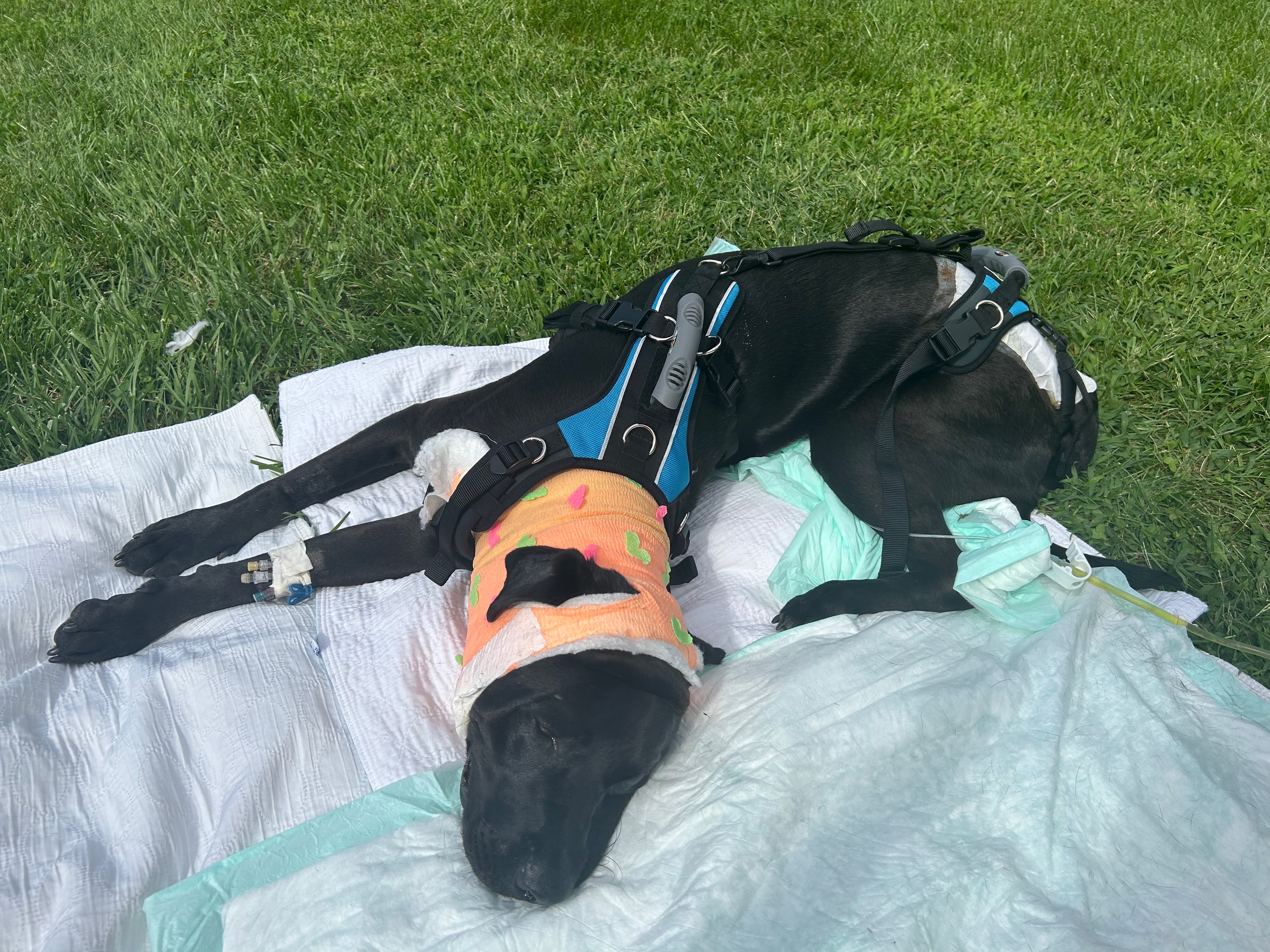 Scout Needs Your Help After Tragic Accident campaign photo, 2 of 6