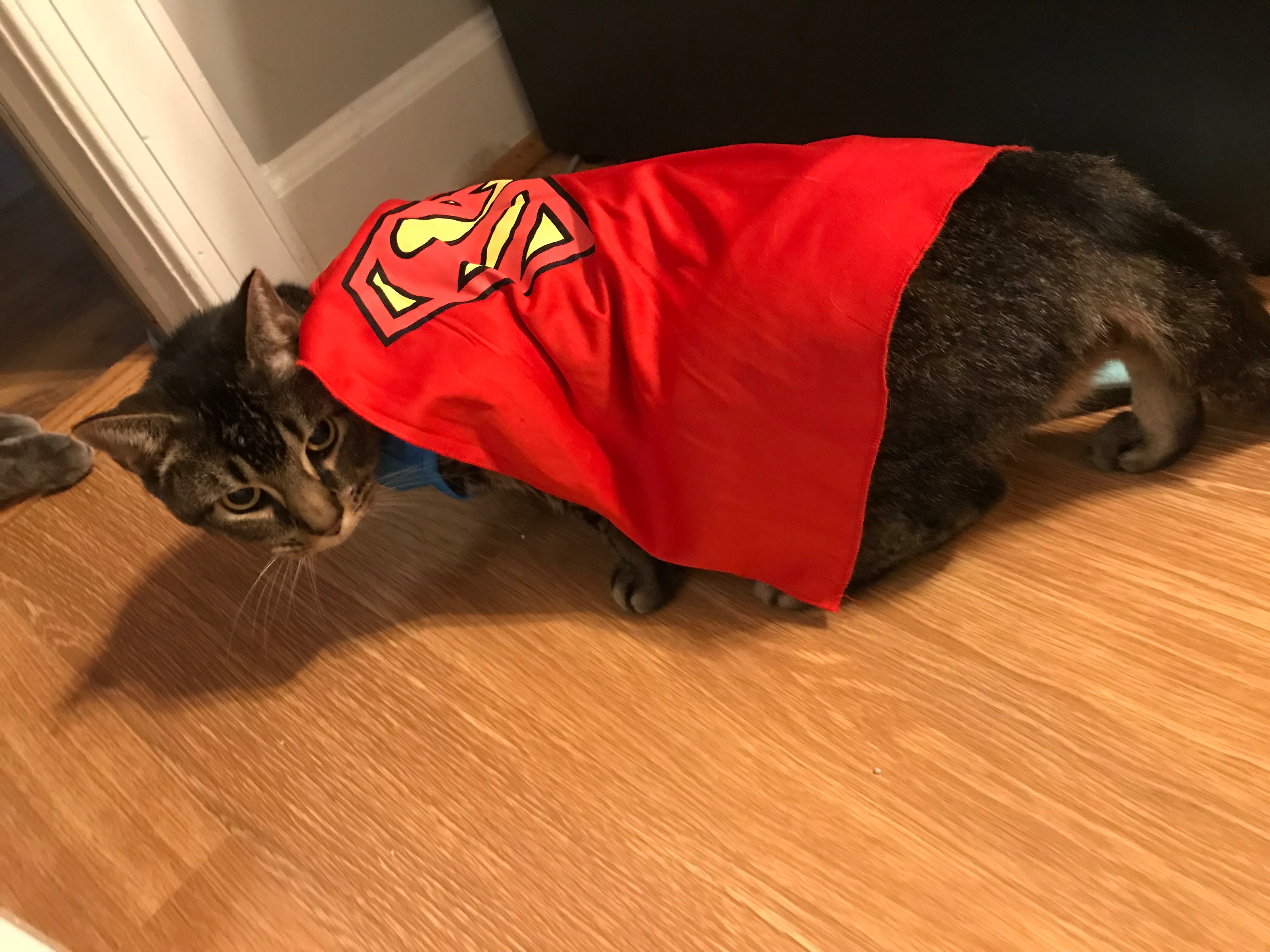 Help Zeus Heal After Amputation campaign photo, 2 of 8