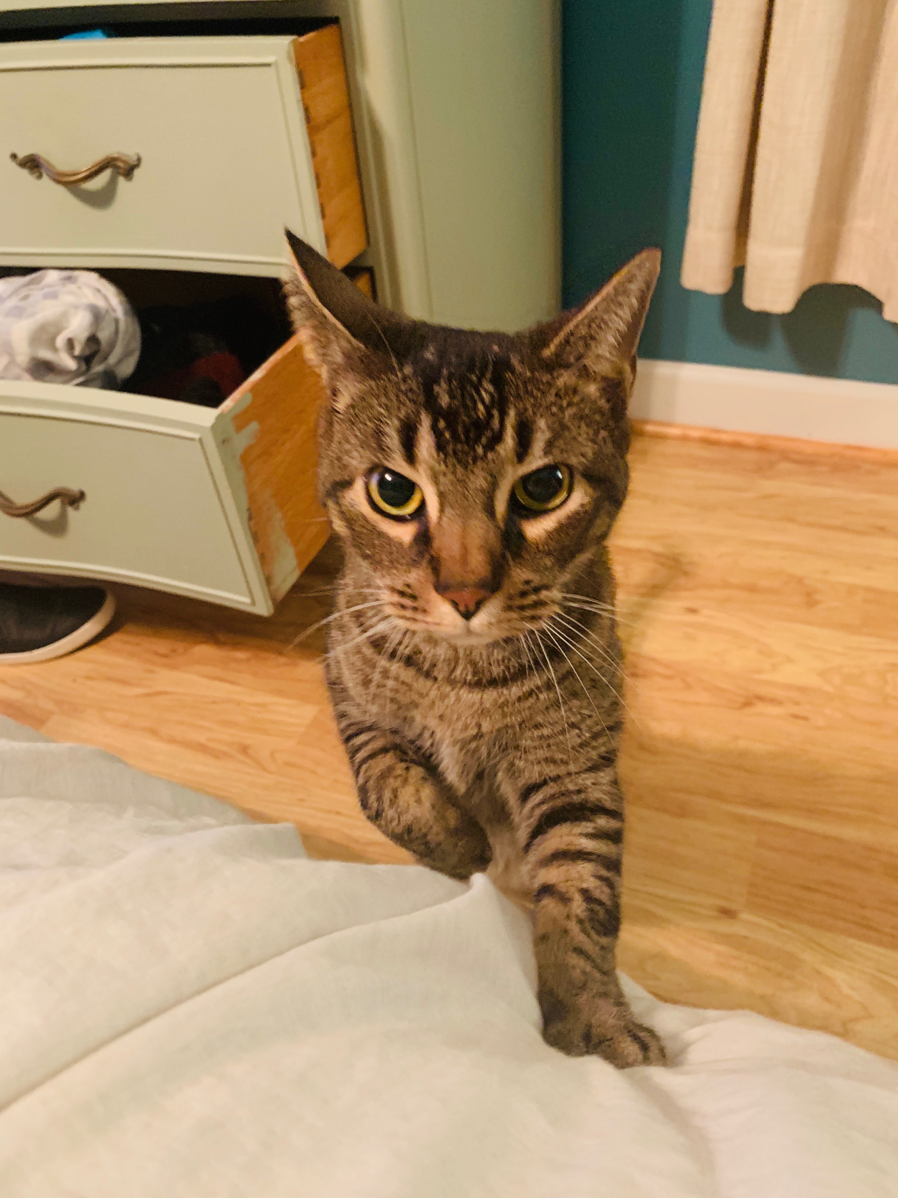 Help Zeus Heal After Amputation campaign photo, 4 of 8