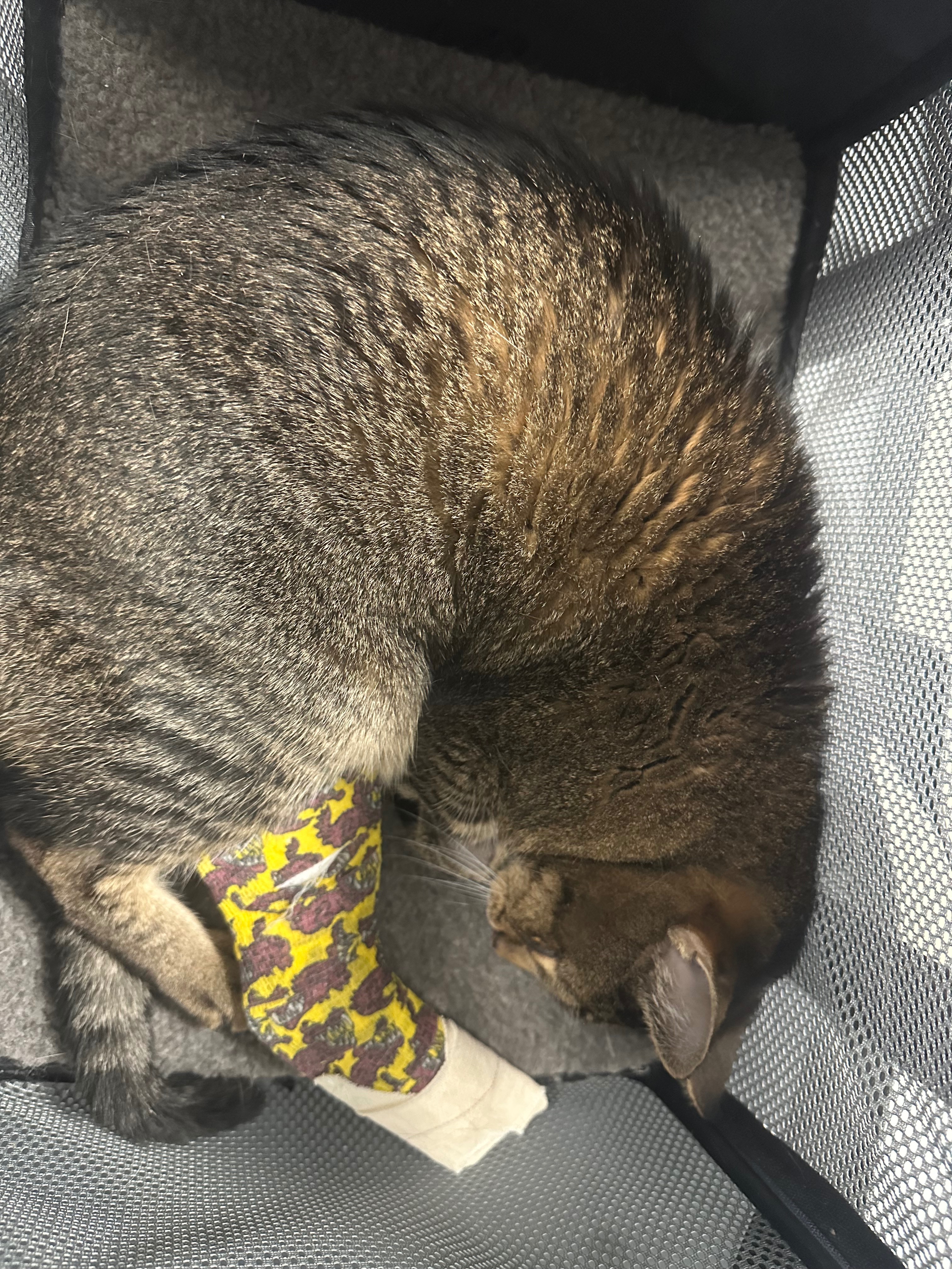 Help Zeus Heal After Amputation campaign photo, 5 of 8