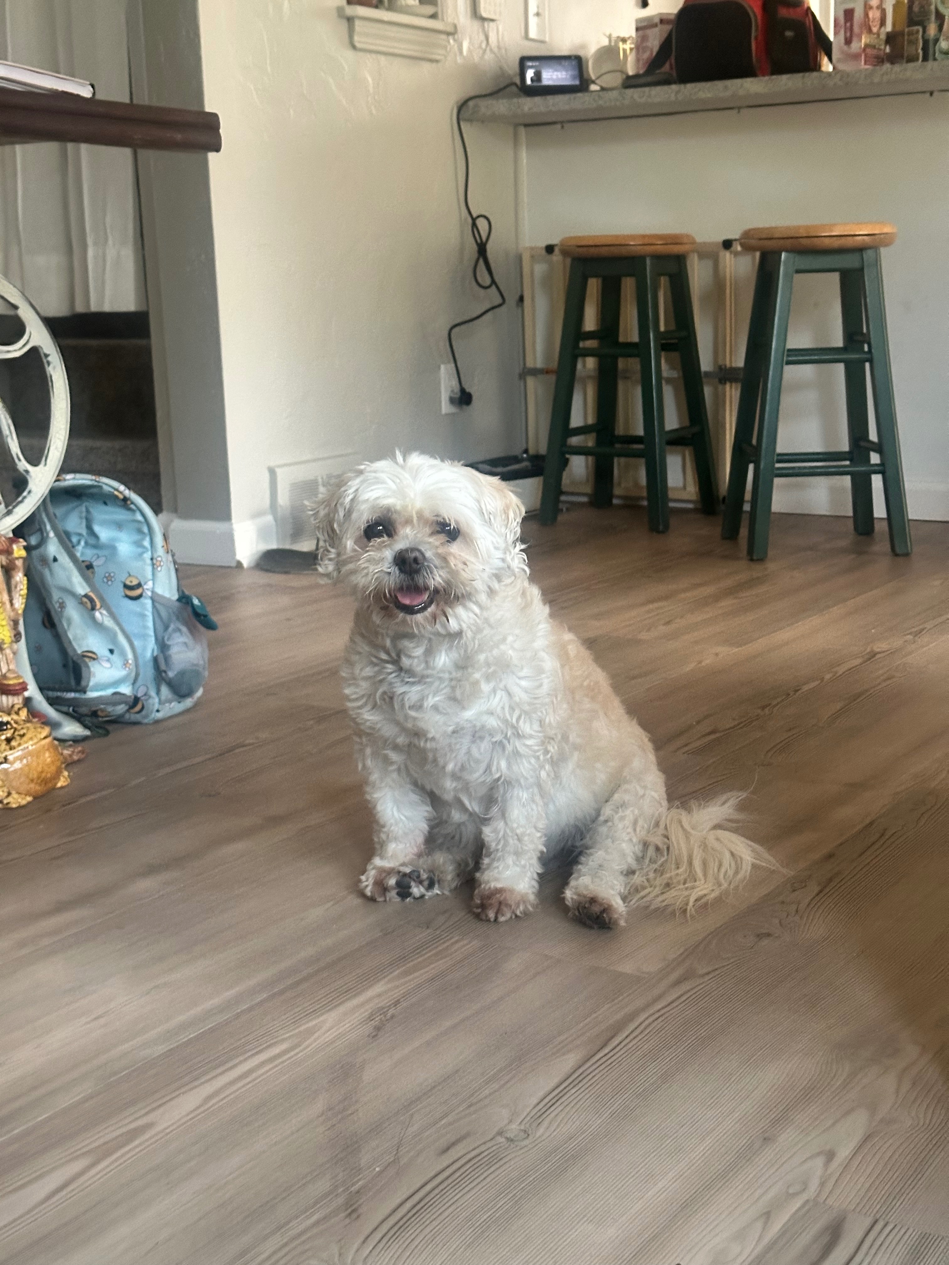 Help Biscuit Get Urgent Vet Care campaign photo, 2 of 8