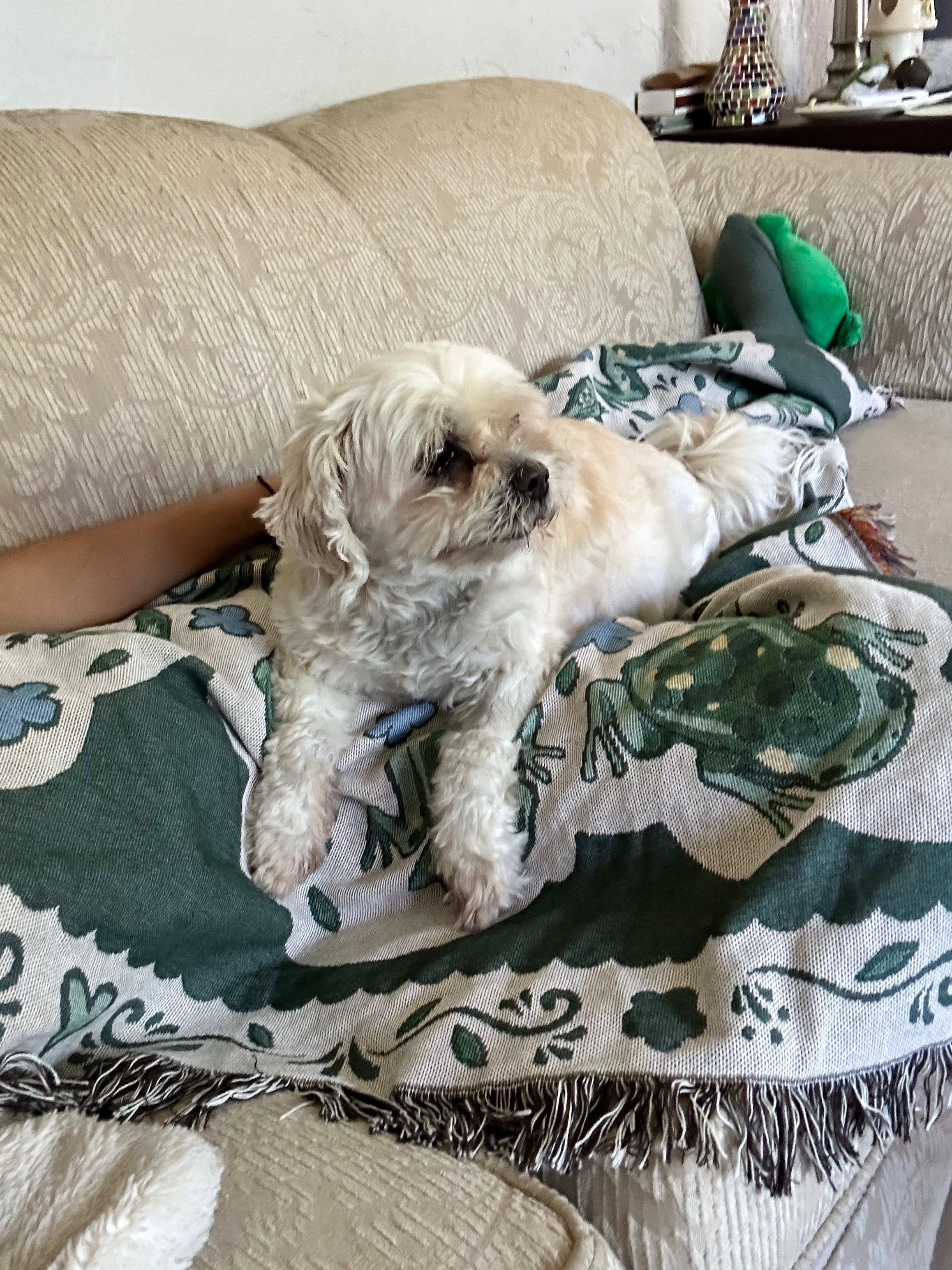 Help Biscuit Get Urgent Vet Care campaign photo, 4 of 8