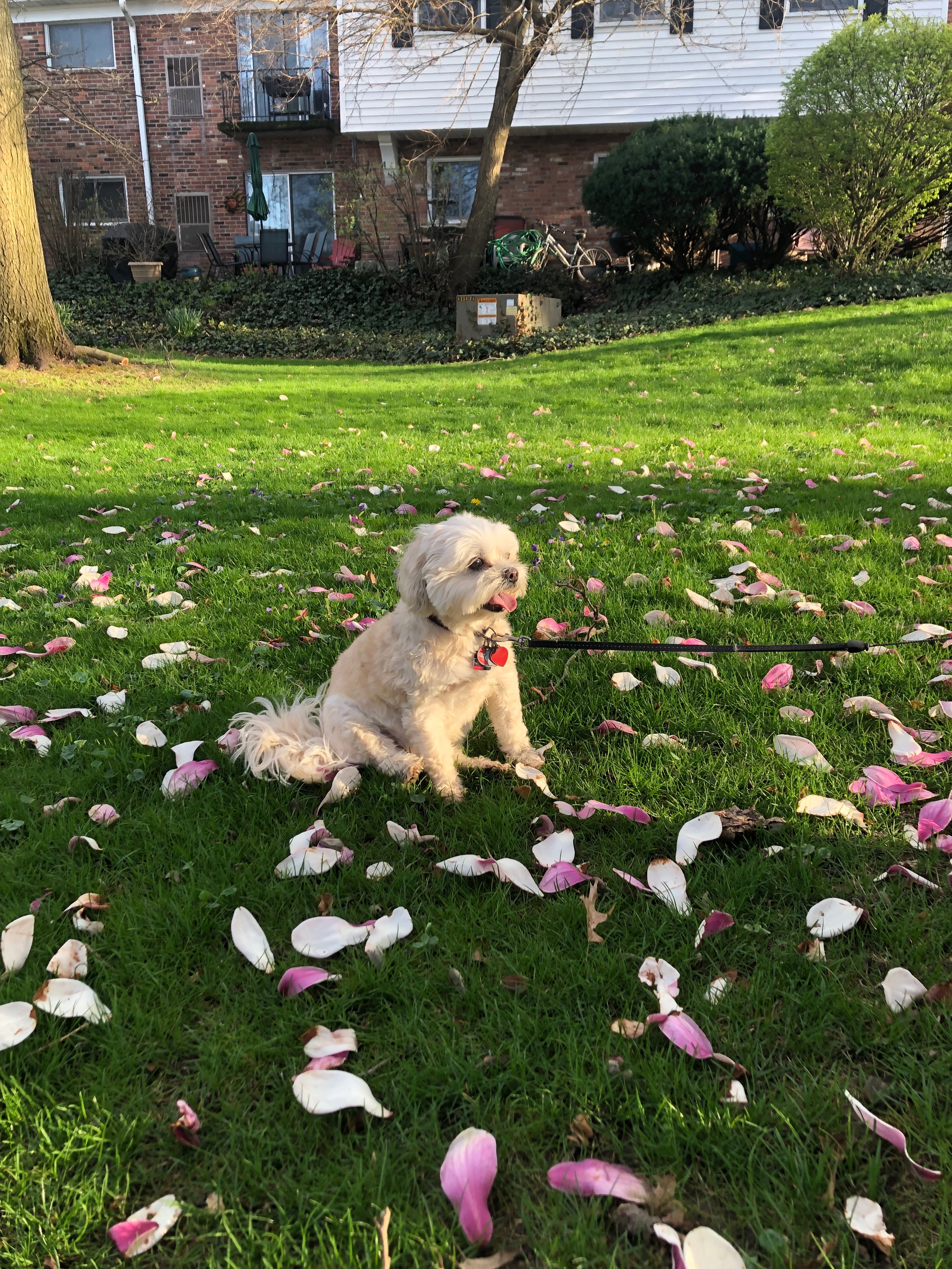 Help Biscuit Get Urgent Vet Care campaign photo, 6 of 8