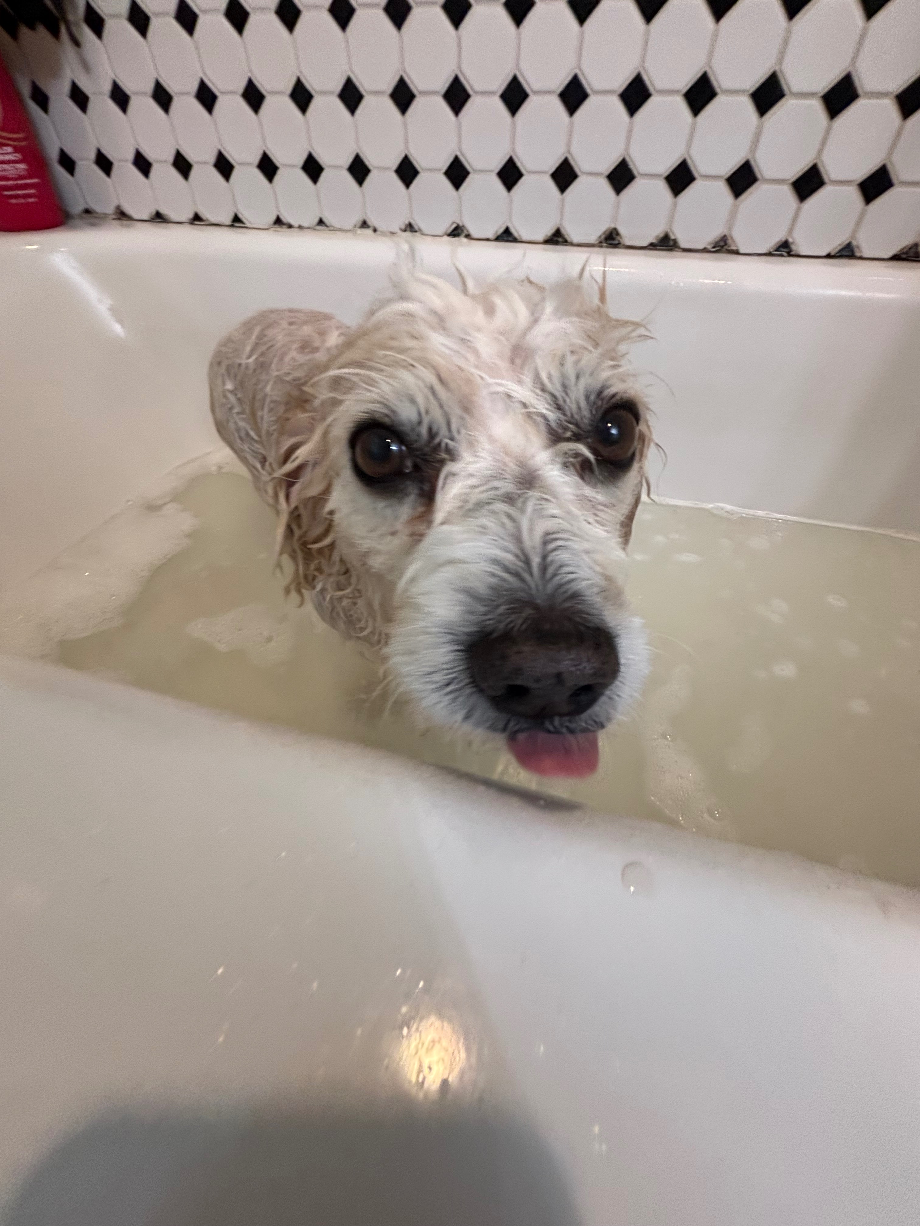 Kipper’s Kidney Stone Removal campaign photo, 2 of 7