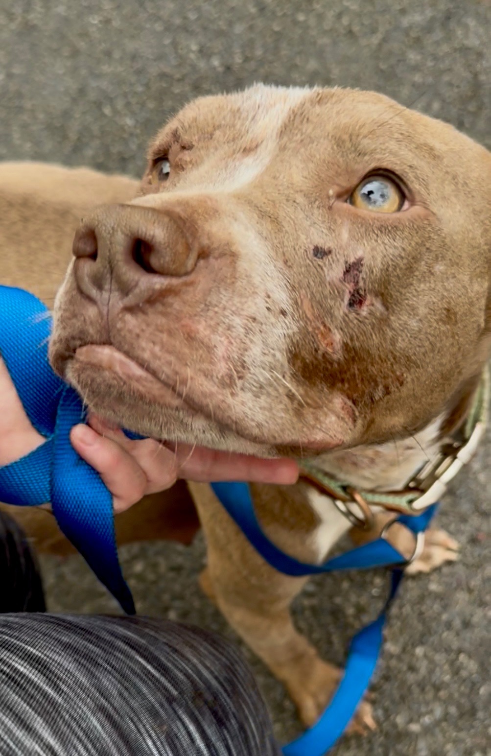 Support Sagley's - Two of our dogs require surgery ASAP! campaign photo, 7 of 8