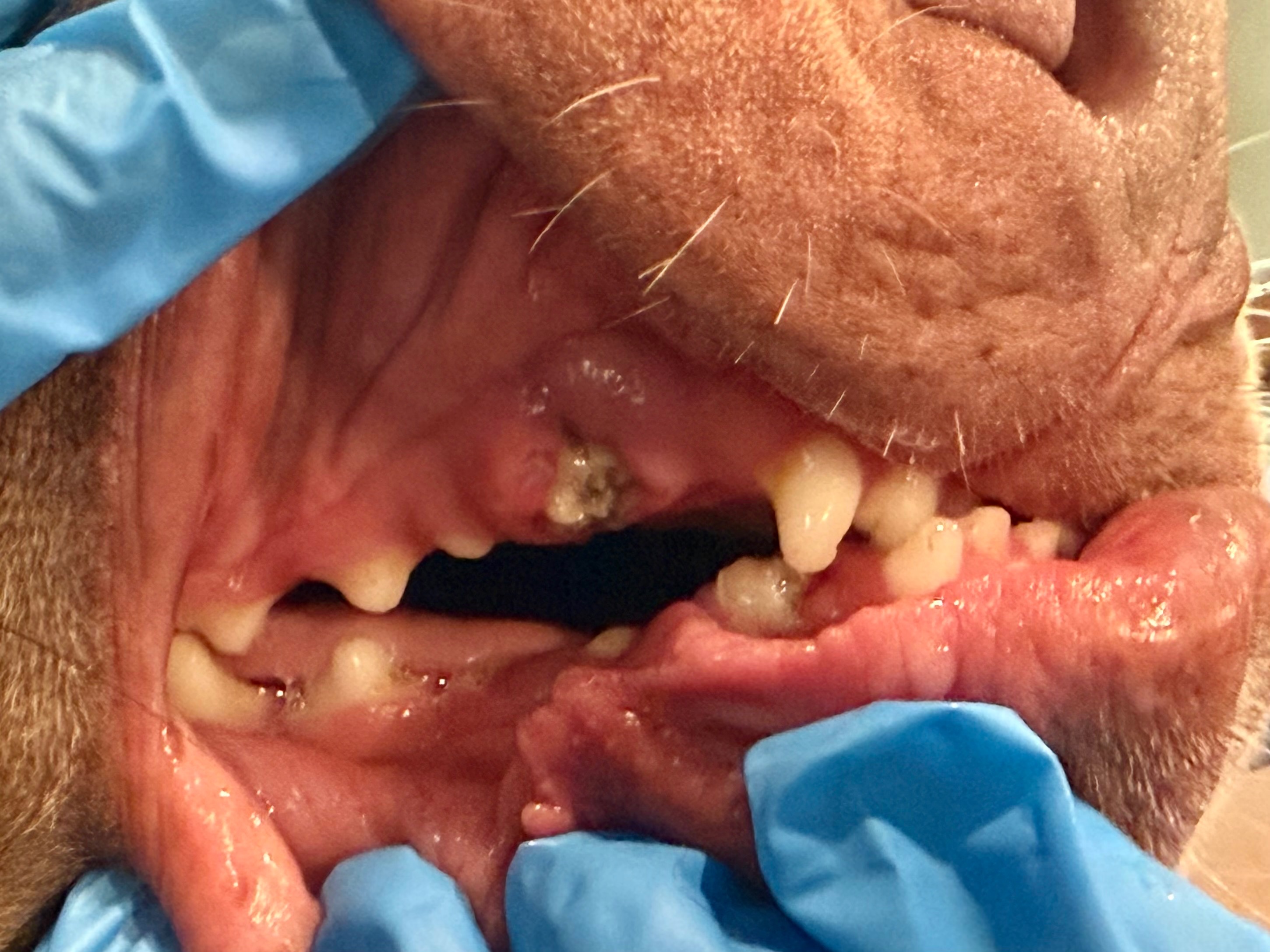 Support Sagley's - Two of our dogs require surgery ASAP! campaign photo, 4 of 8