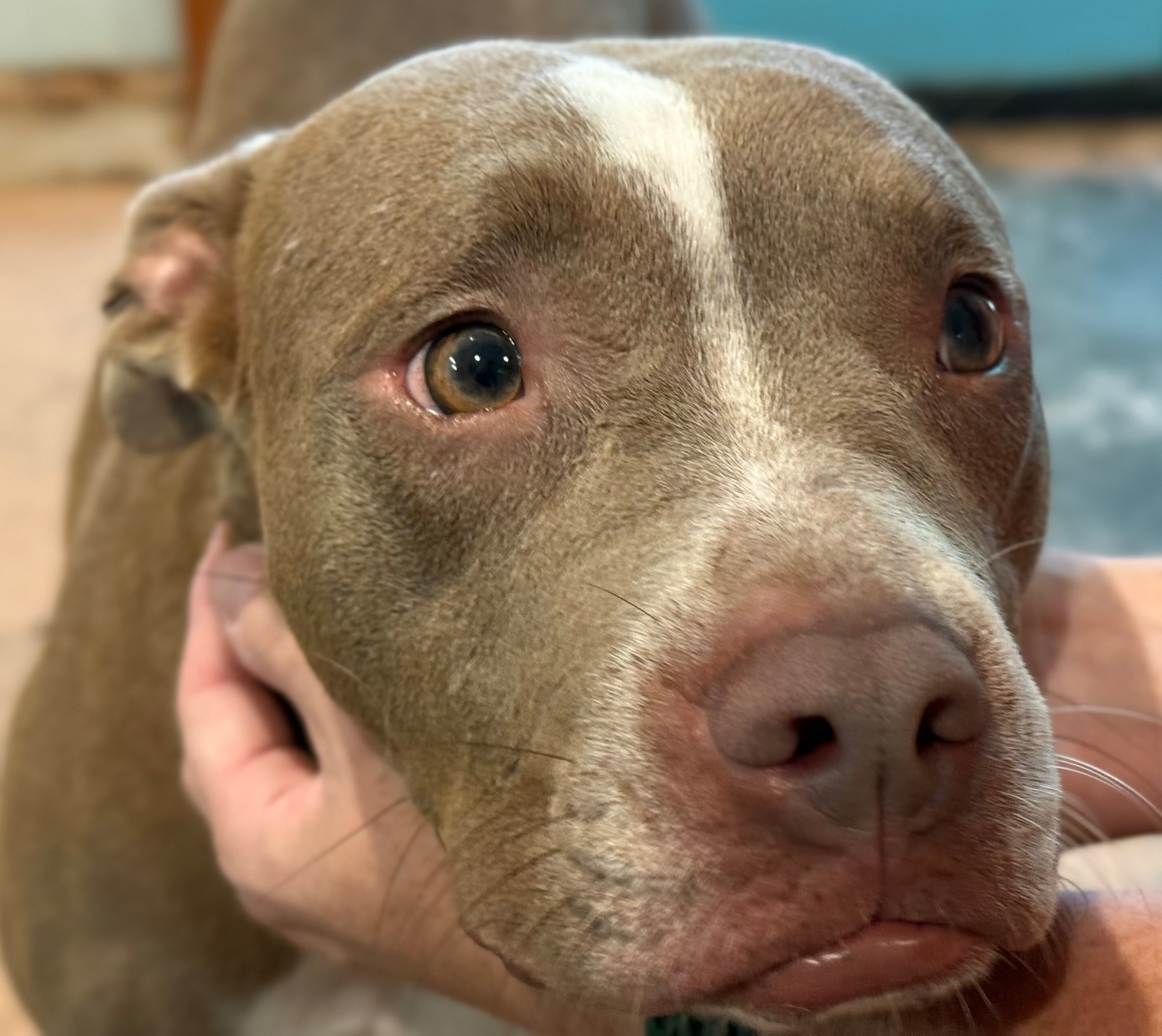 Support Sagley's - Two of our dogs require surgery ASAP! campaign photo, 5 of 8