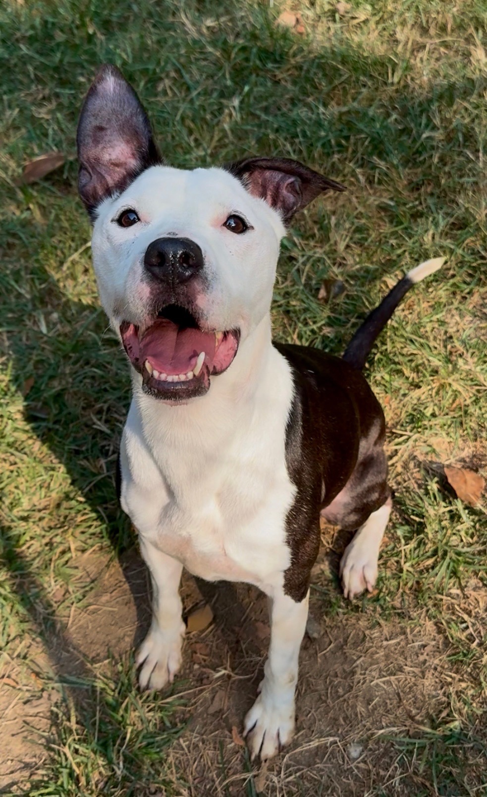 Support Sagley's - Two of our dogs require surgery ASAP! campaign photo, 6 of 8