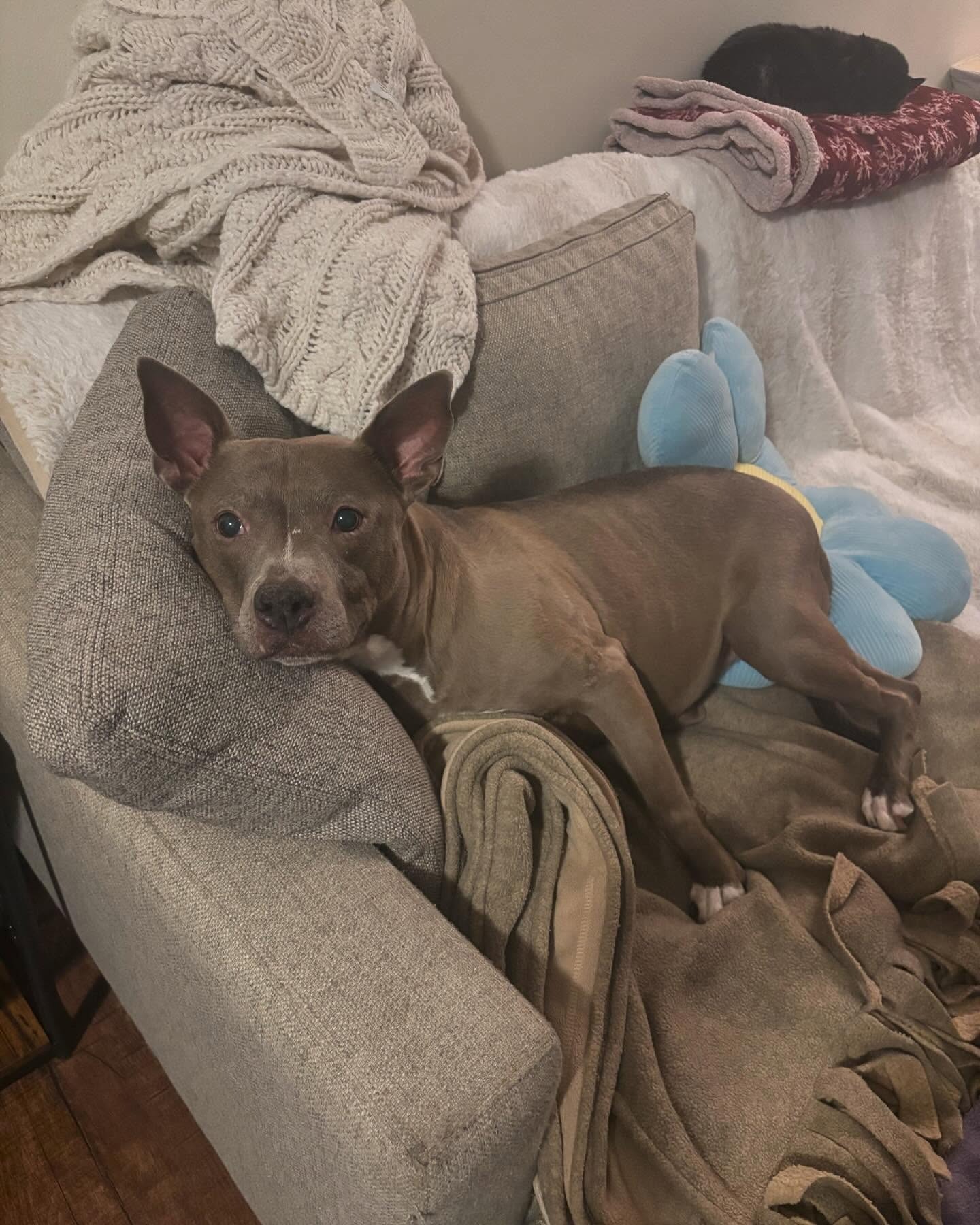 Luna Needs Your Help for Vital Tests campaign photo, 2 of 4