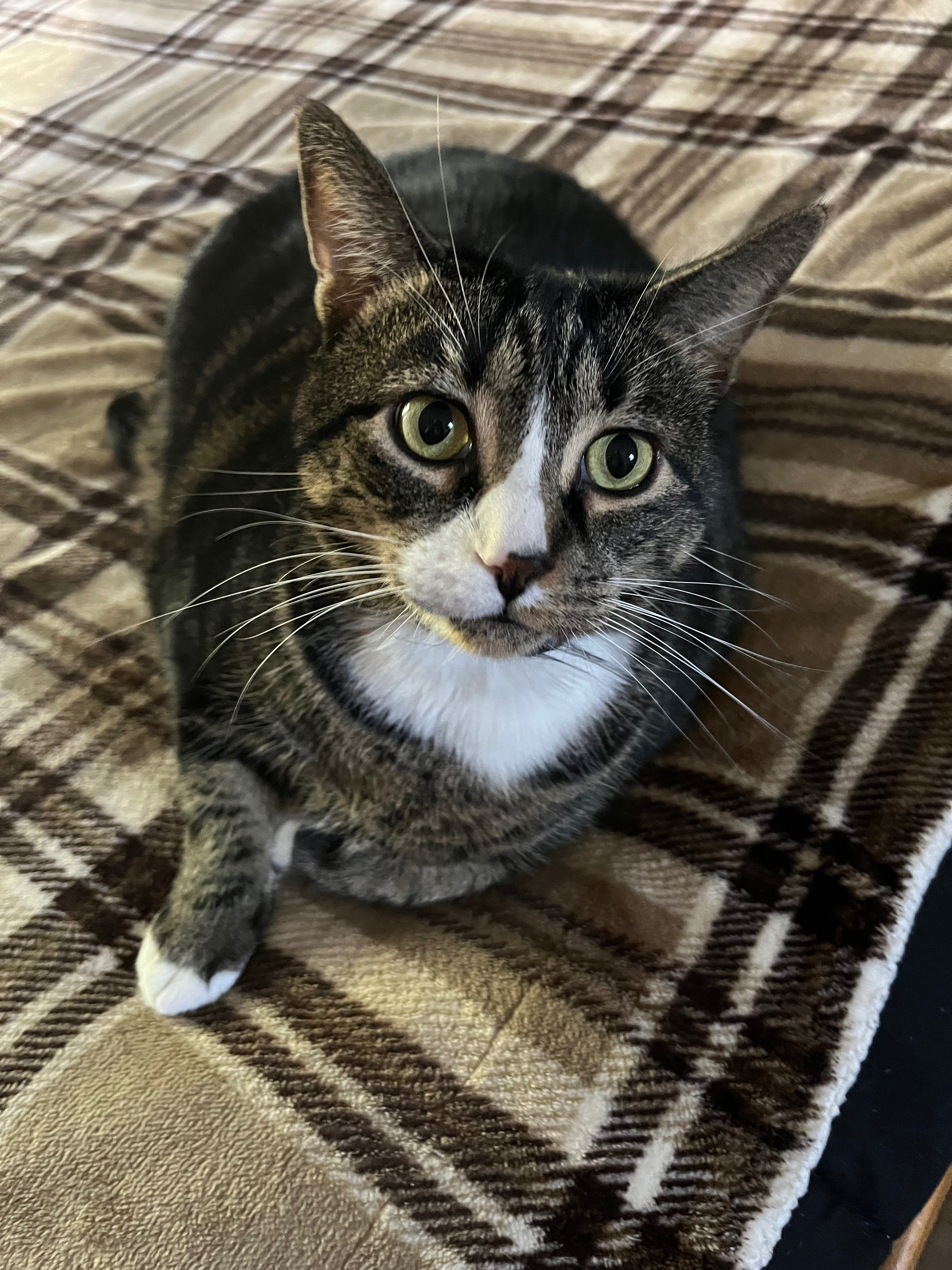 Donate to Balboa's Medical Fund campaign photo, 2 of 8