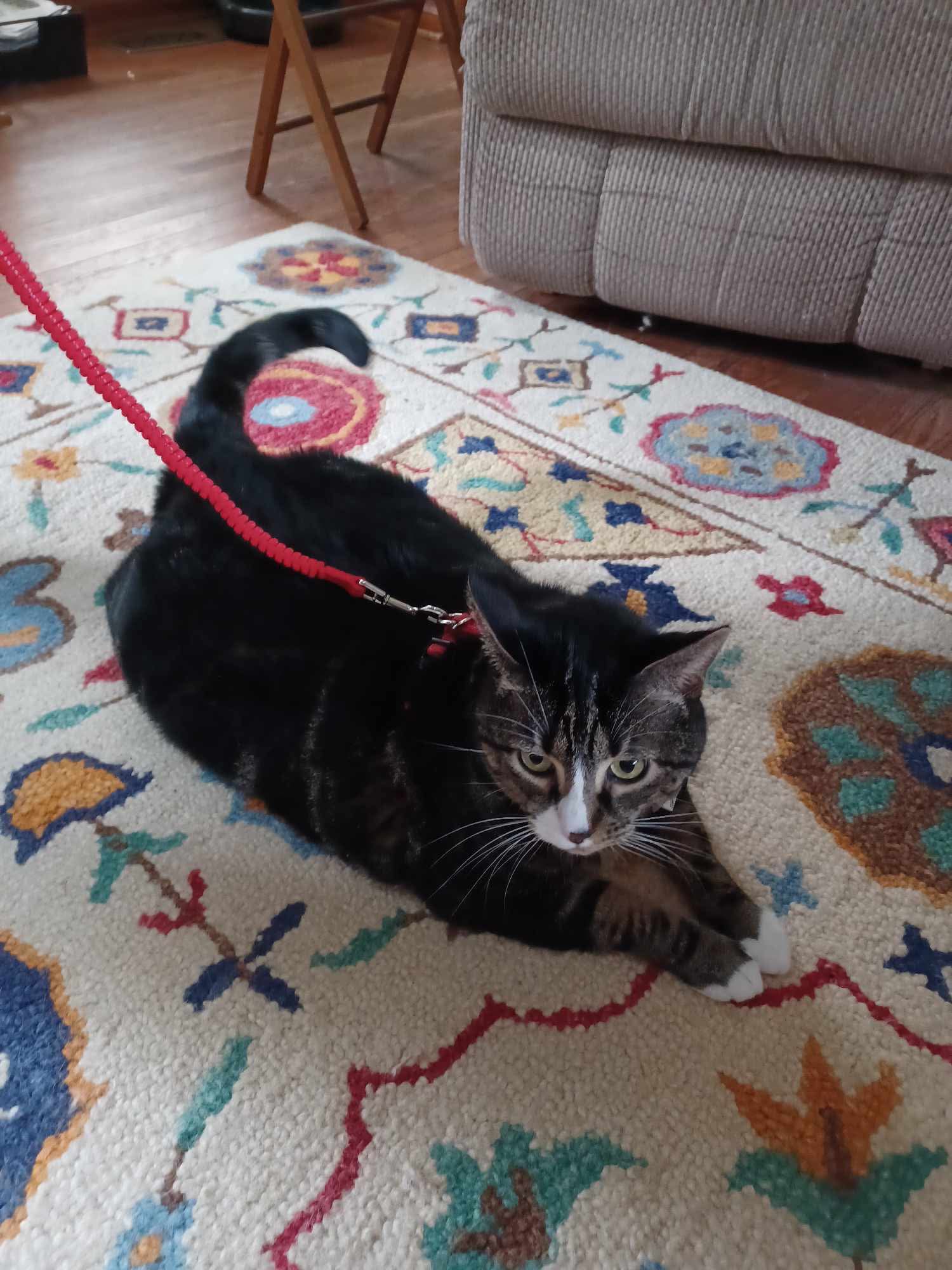 Donate to Balboa's Medical Fund campaign photo, 5 of 8