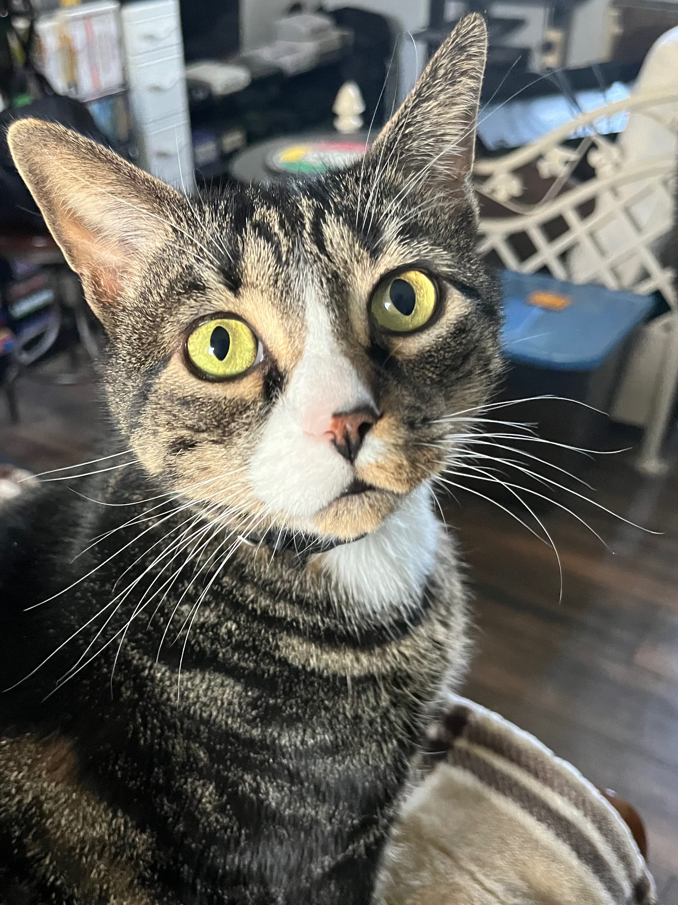 Donate to Balboa's Medical Fund campaign photo, 6 of 8