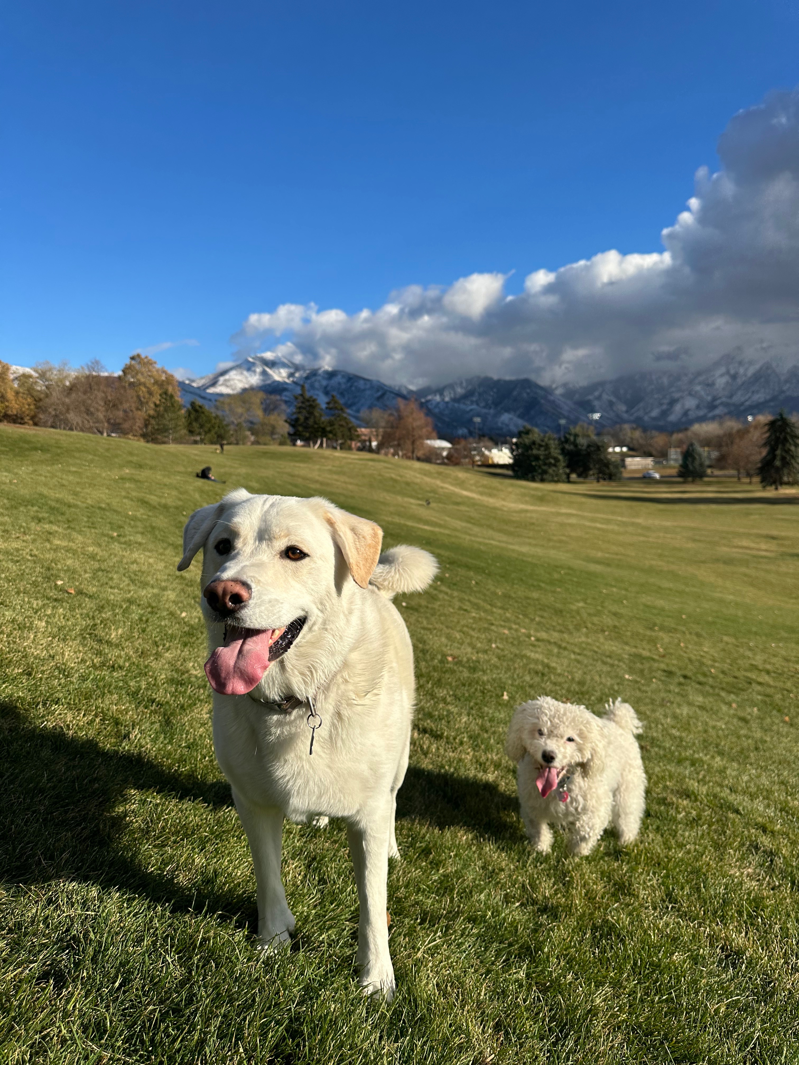 User-uploaded image 1