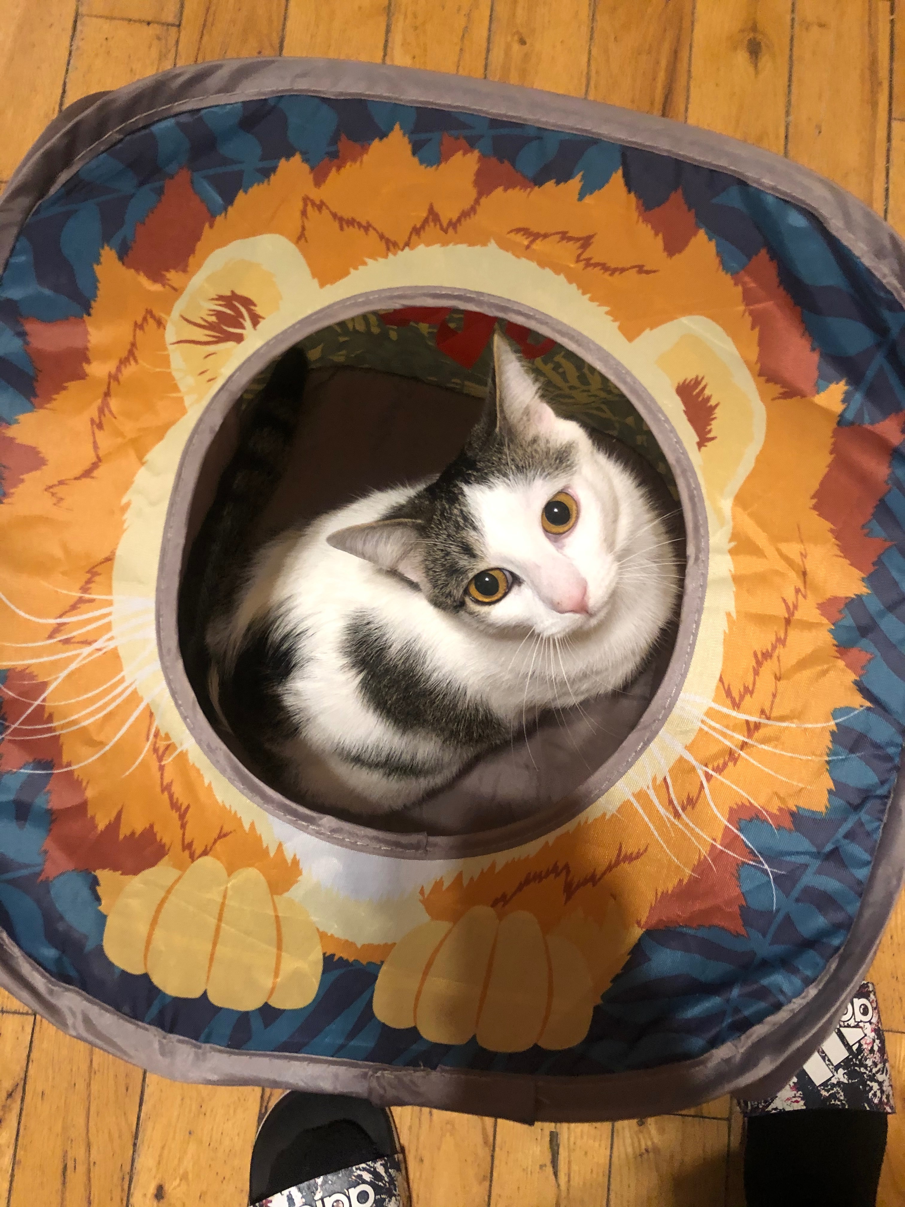 Let's Get Oreo Home: Urgent Vet Treatment campaign photo, 4 of 5