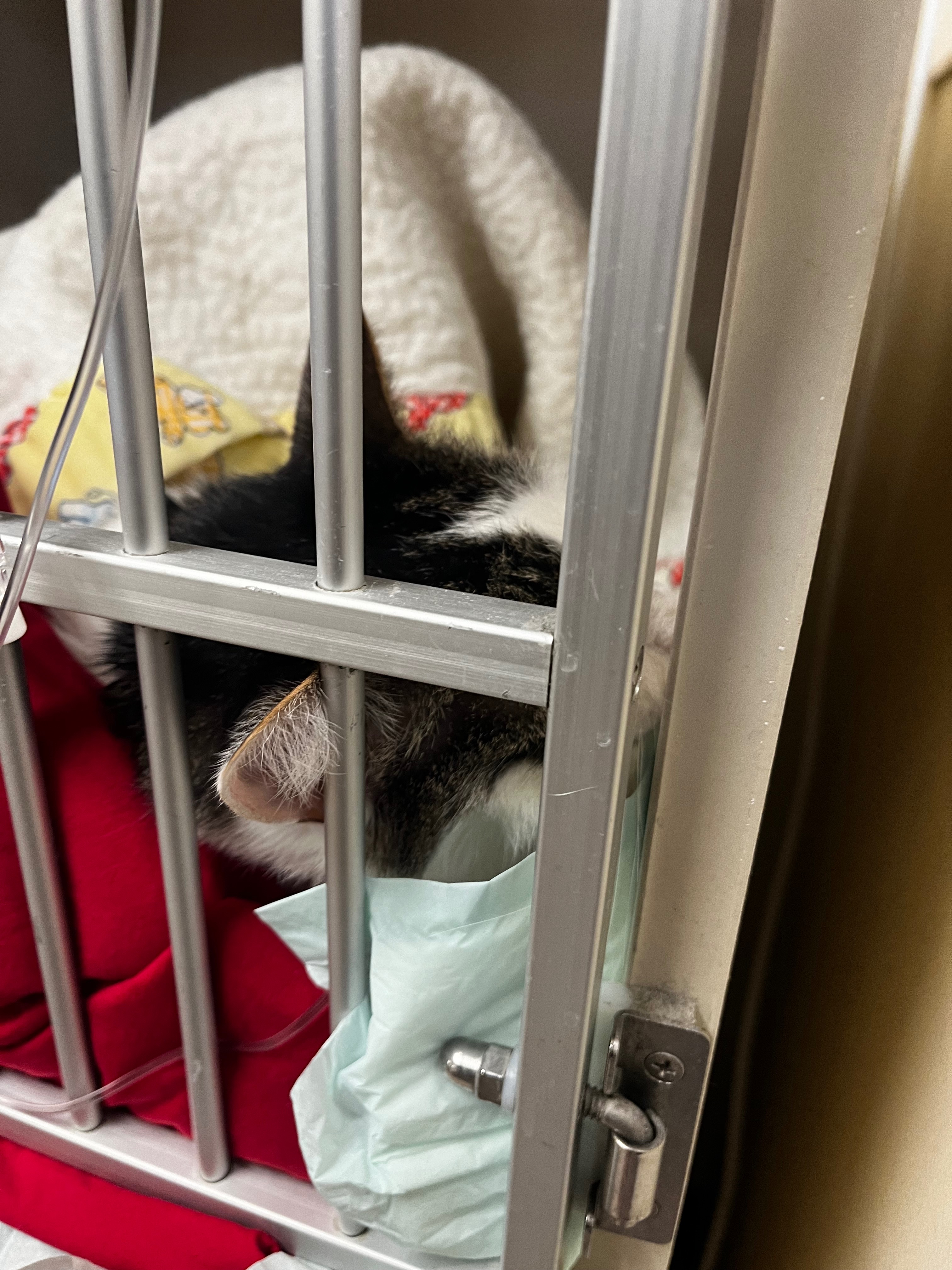 Let's Get Oreo Home: Urgent Vet Treatment campaign photo, 2 of 5