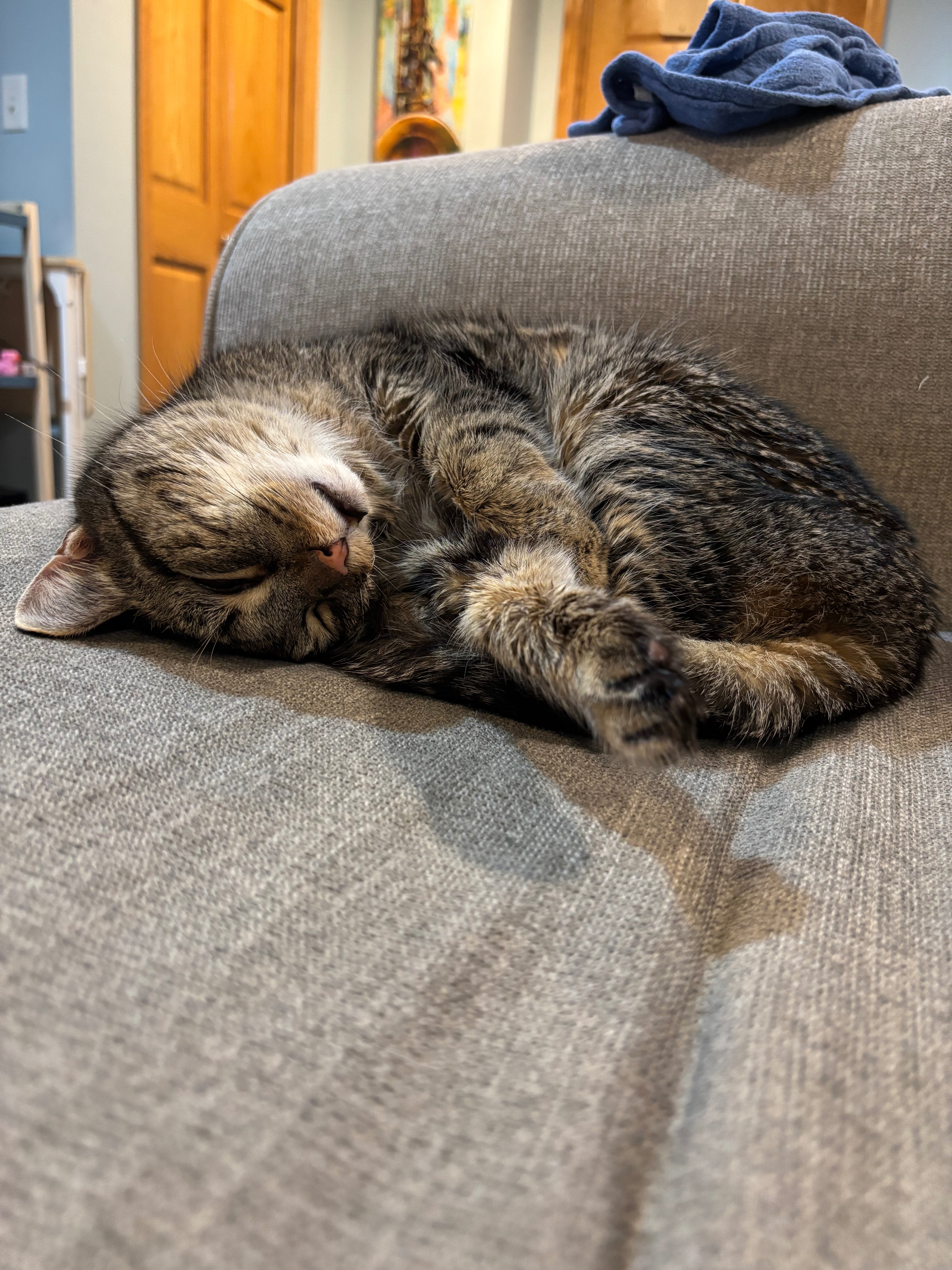 My wonderful cat Midna’s vet bills campaign photo, 7 of 8