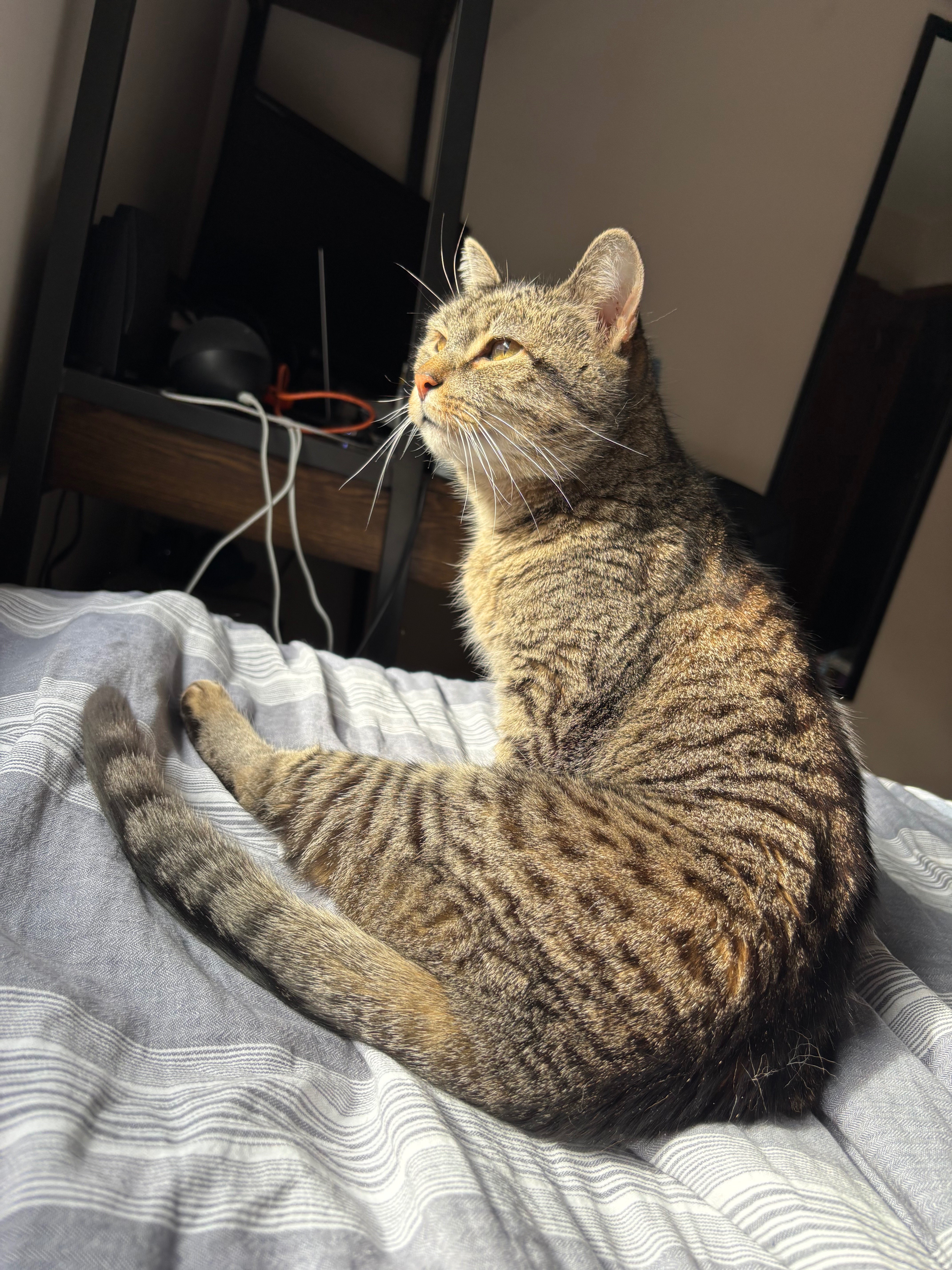 My wonderful cat Midna’s vet bills campaign photo, 2 of 8