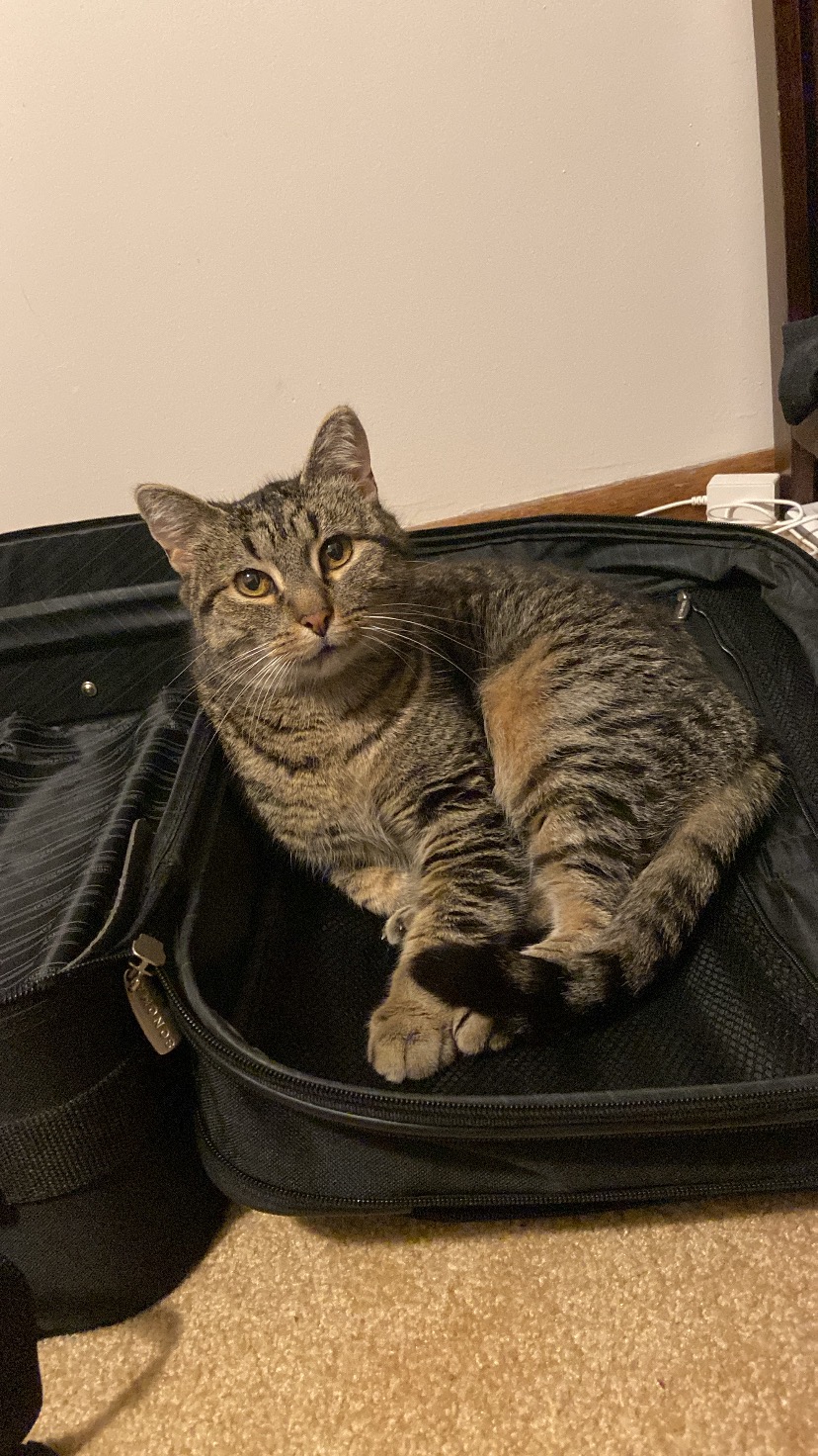 My wonderful cat Midna’s vet bills campaign photo, 5 of 8