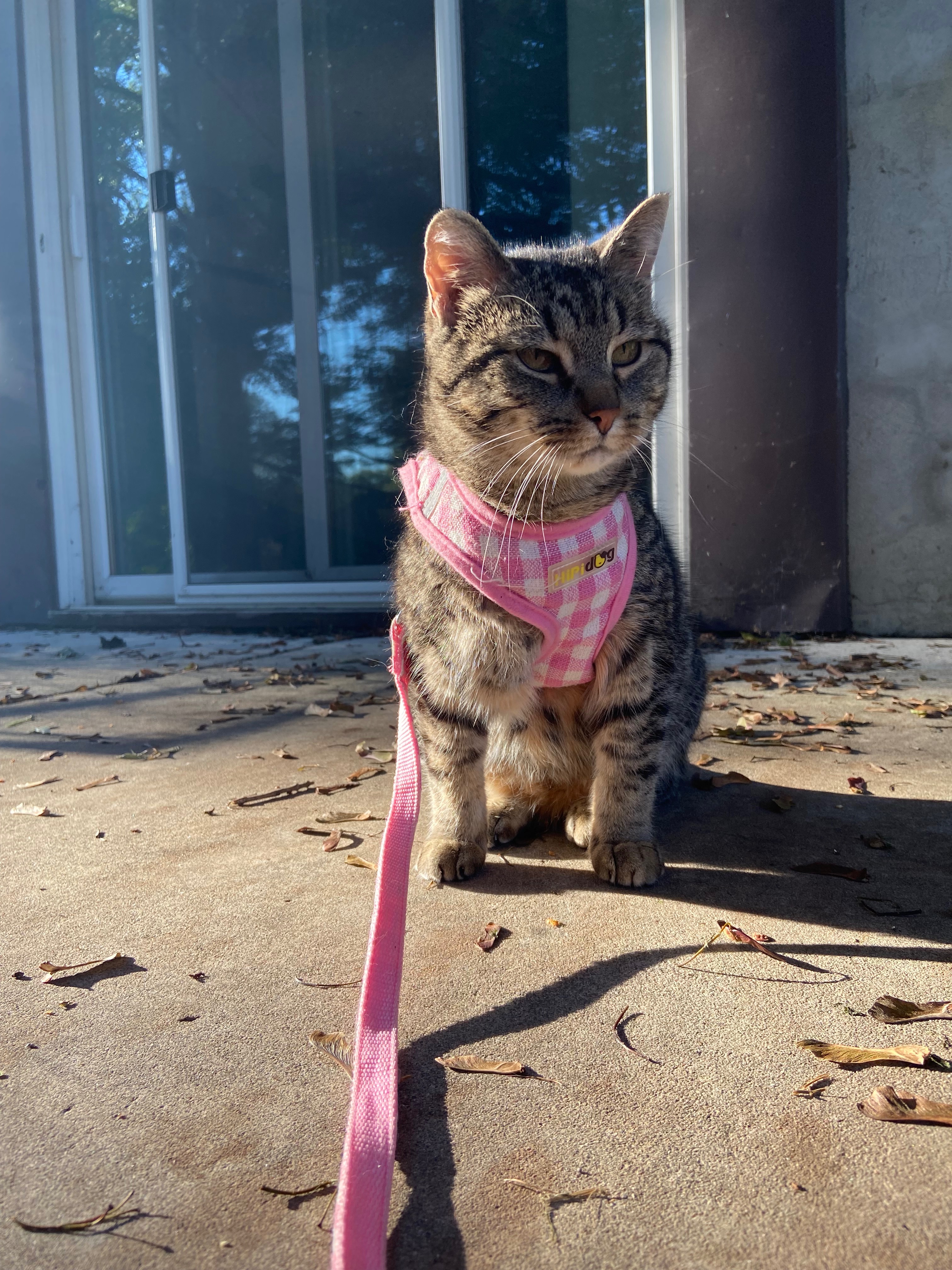My wonderful cat Midna’s vet bills campaign photo, 6 of 8