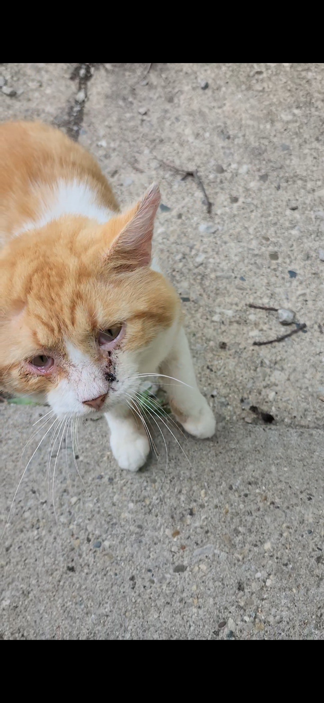 Donate to Heal and Neuter Mister Jenkins campaign photo, 5 of 8