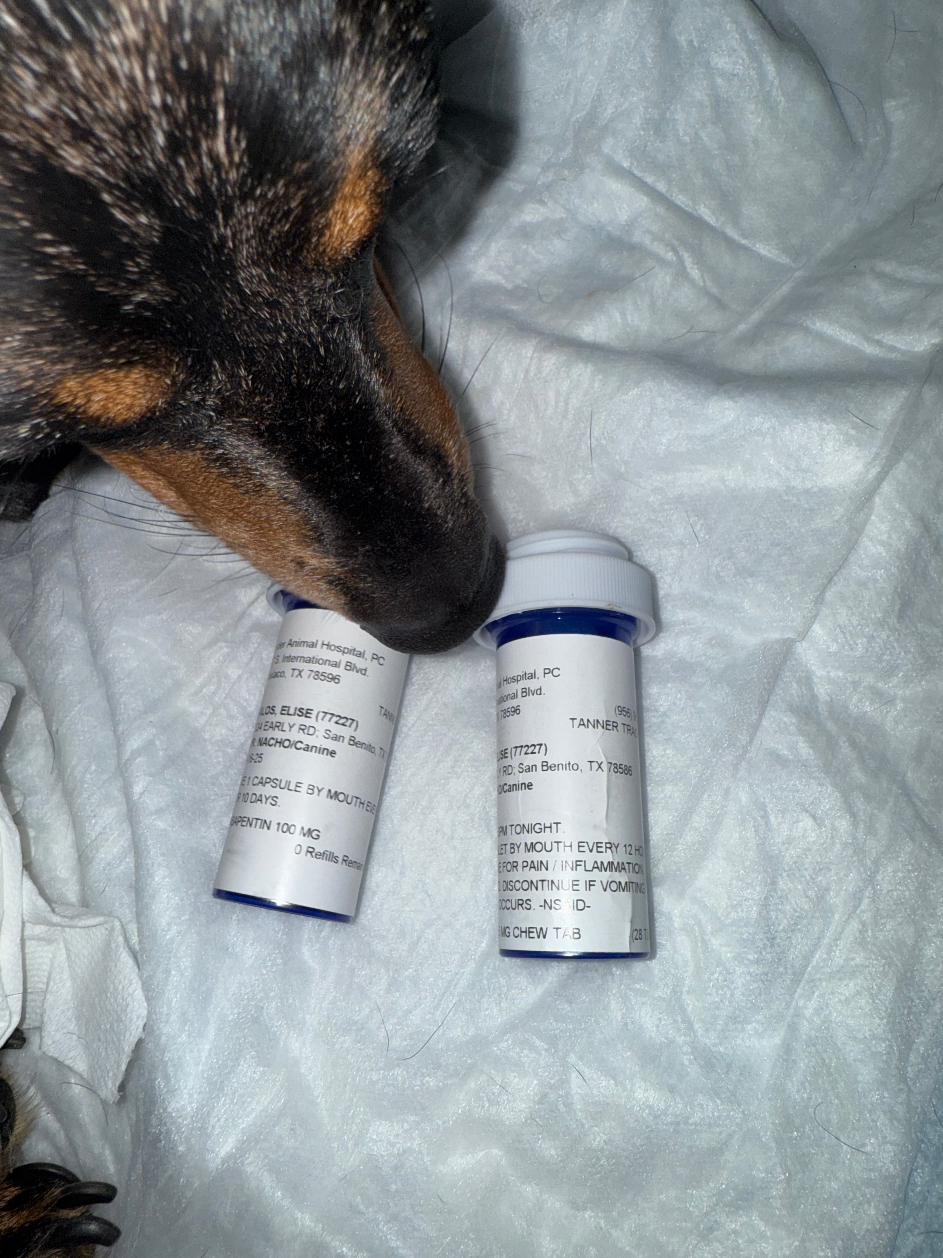 Support Nacho's Urgent Vet Care campaign photo, 6 of 7