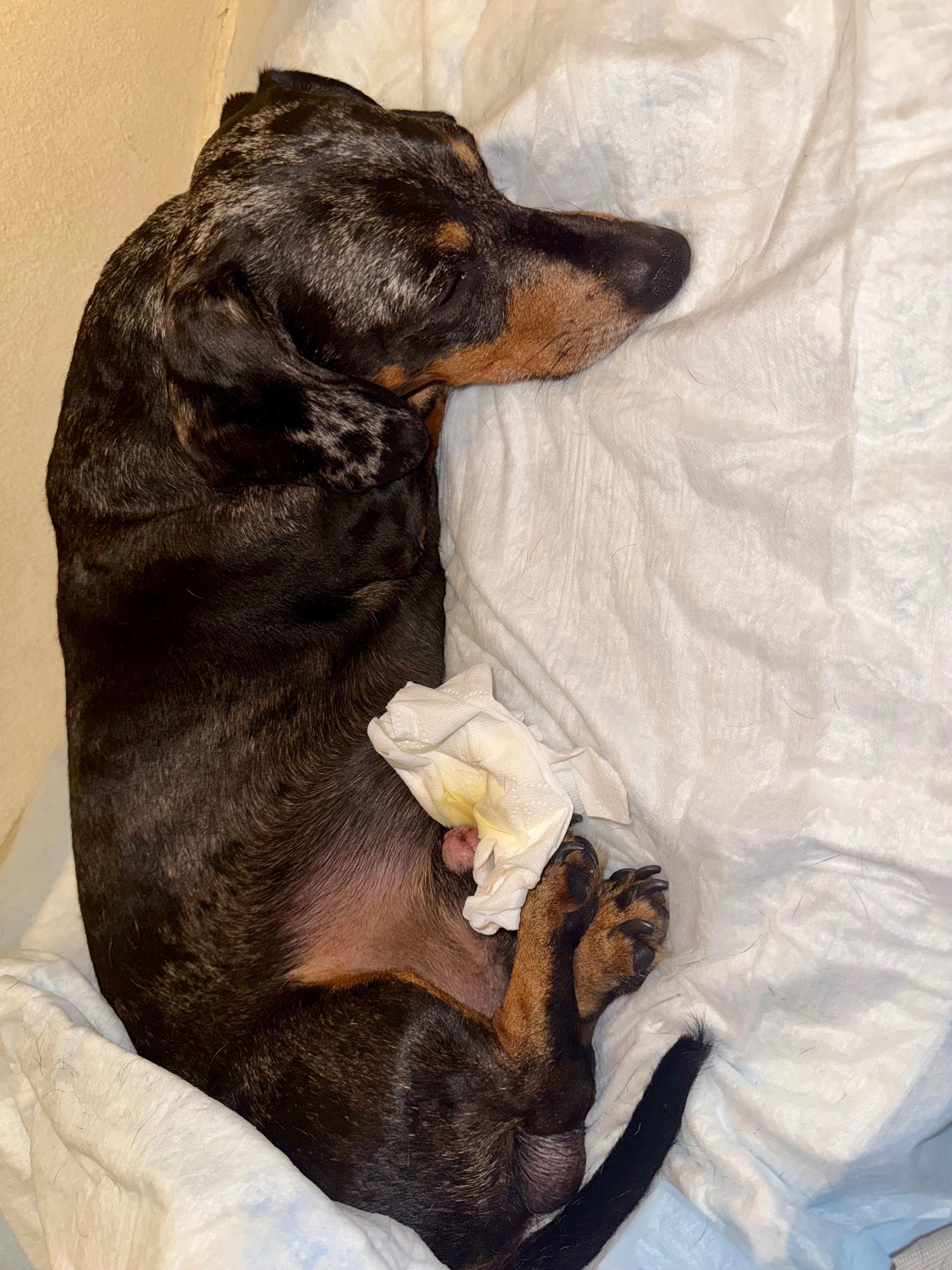 Support Nacho's Urgent Vet Care campaign photo, 2 of 7