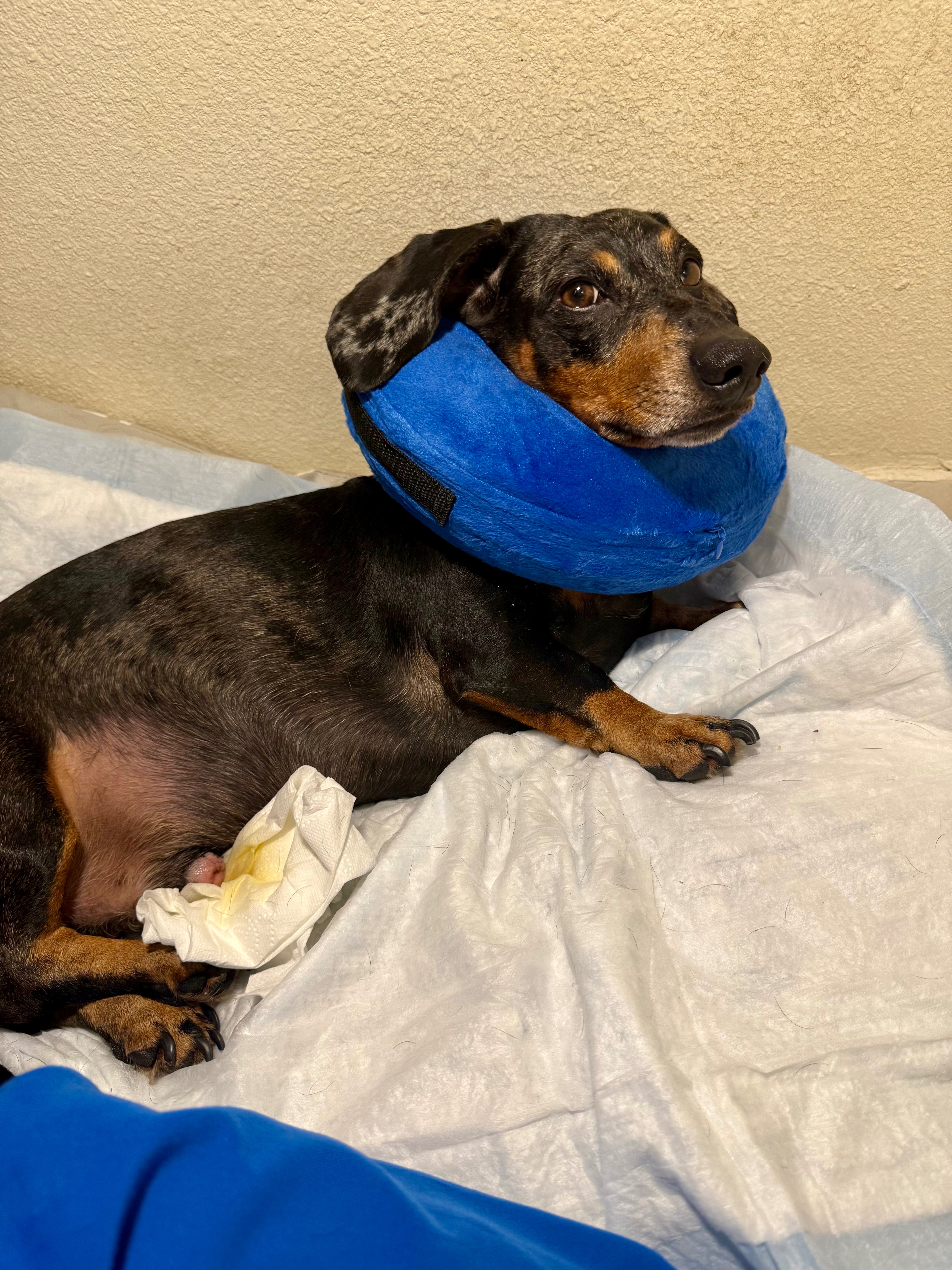 Support Nacho's Urgent Vet Care campaign photo, 4 of 7