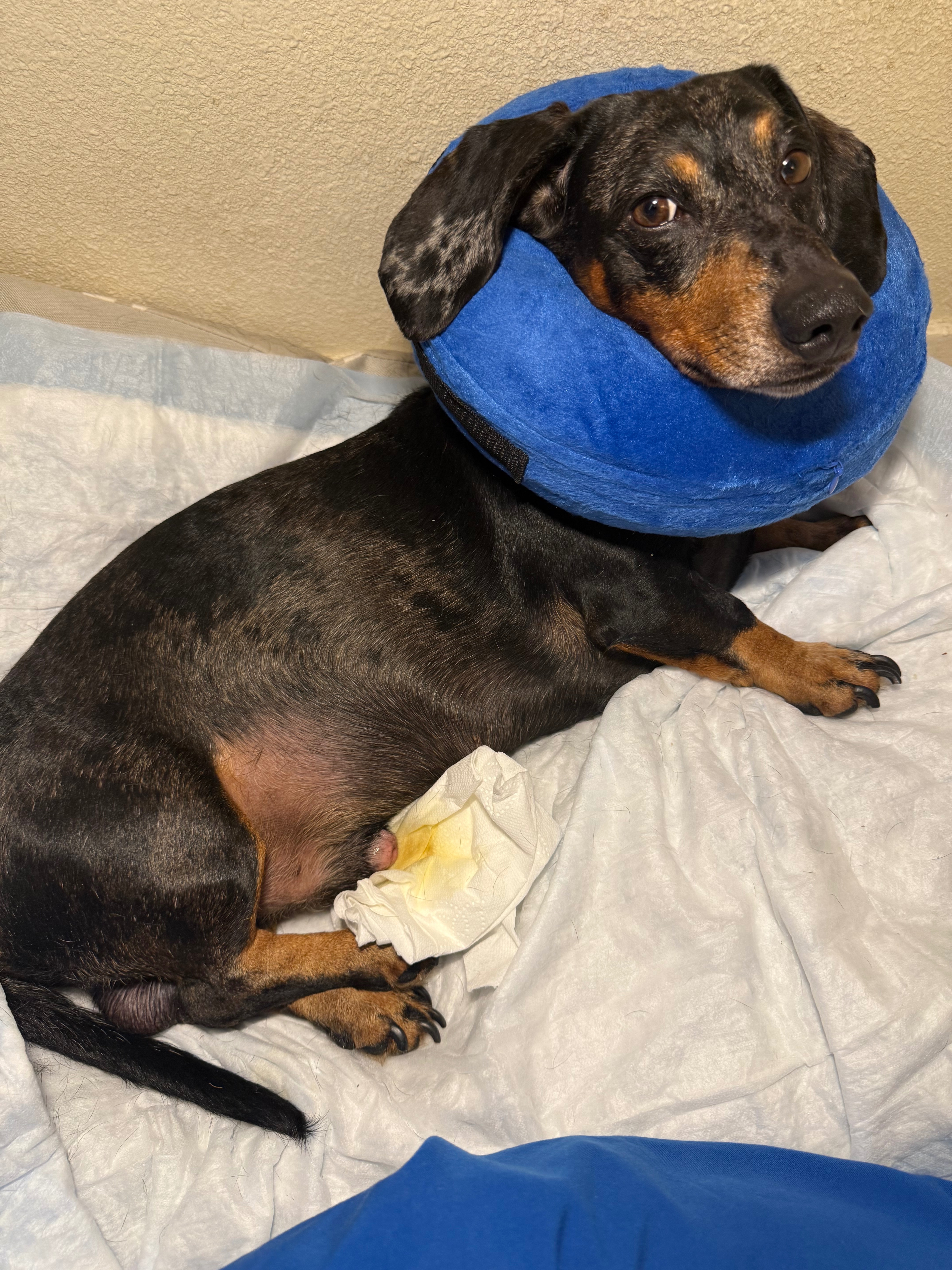 Support Nacho's Urgent Vet Care campaign photo, 5 of 7