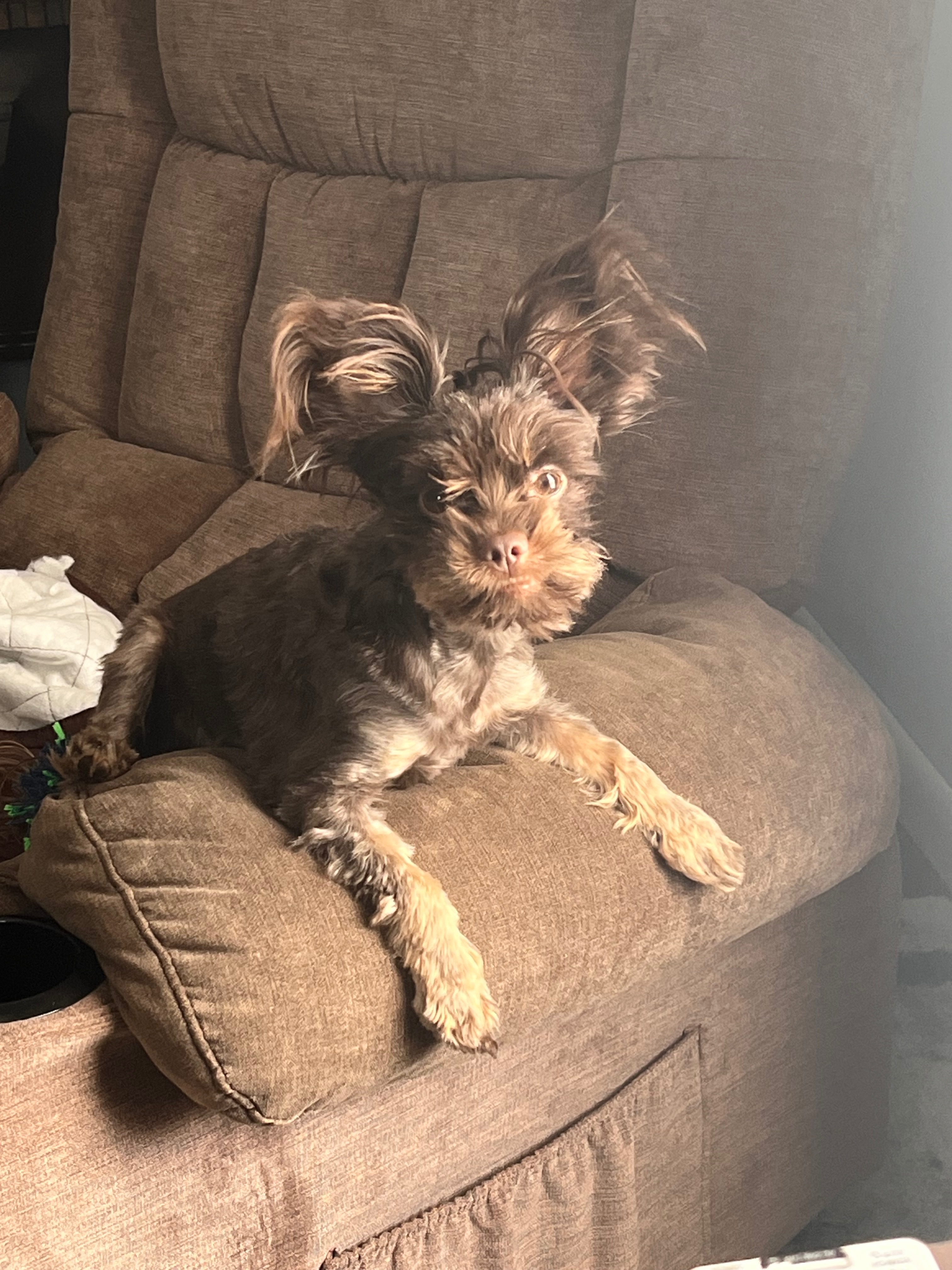 Donate to Save Coco's Life campaign photo, 5 of 6