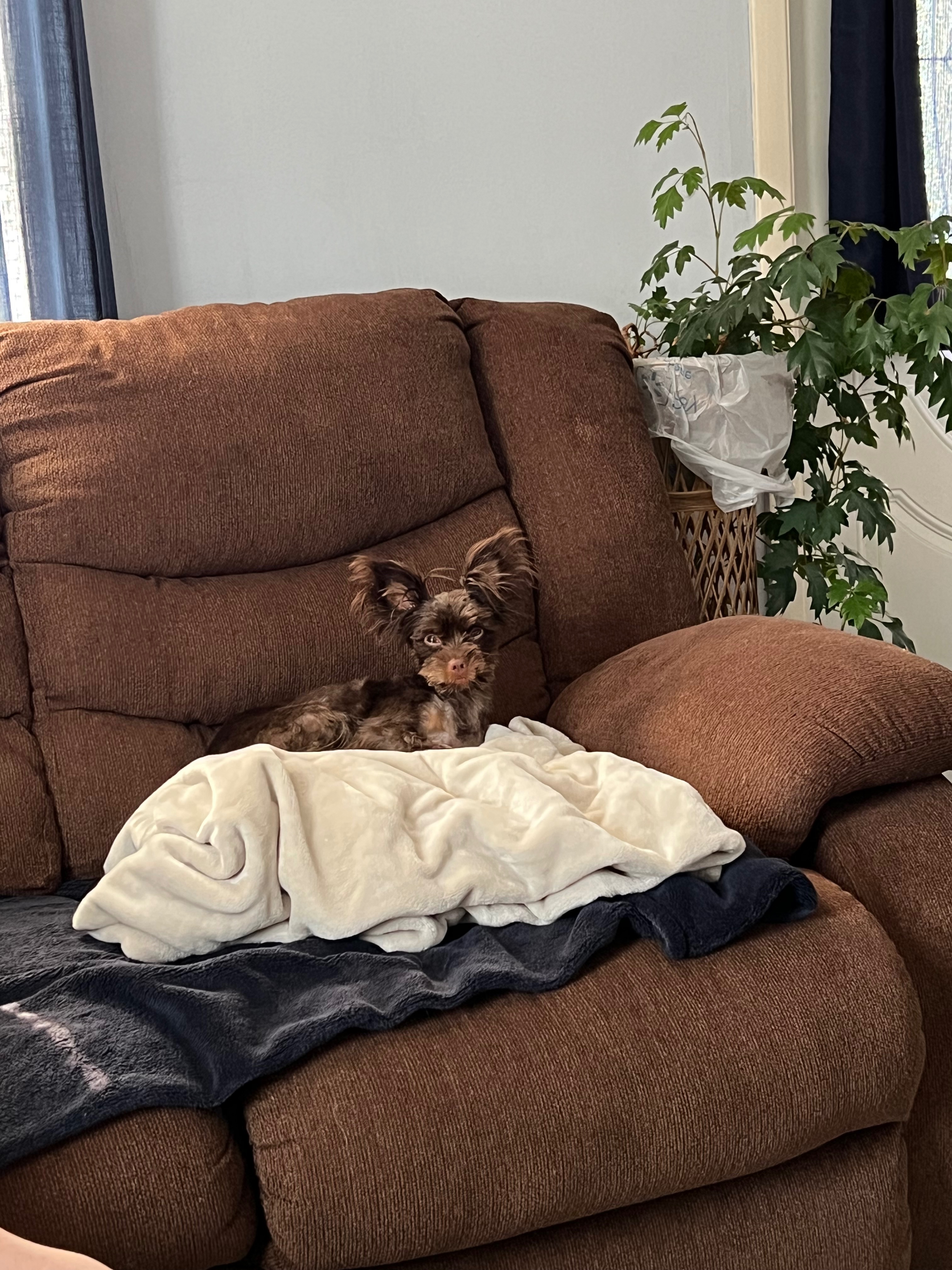 Donate to Save Coco's Life campaign photo, 2 of 6