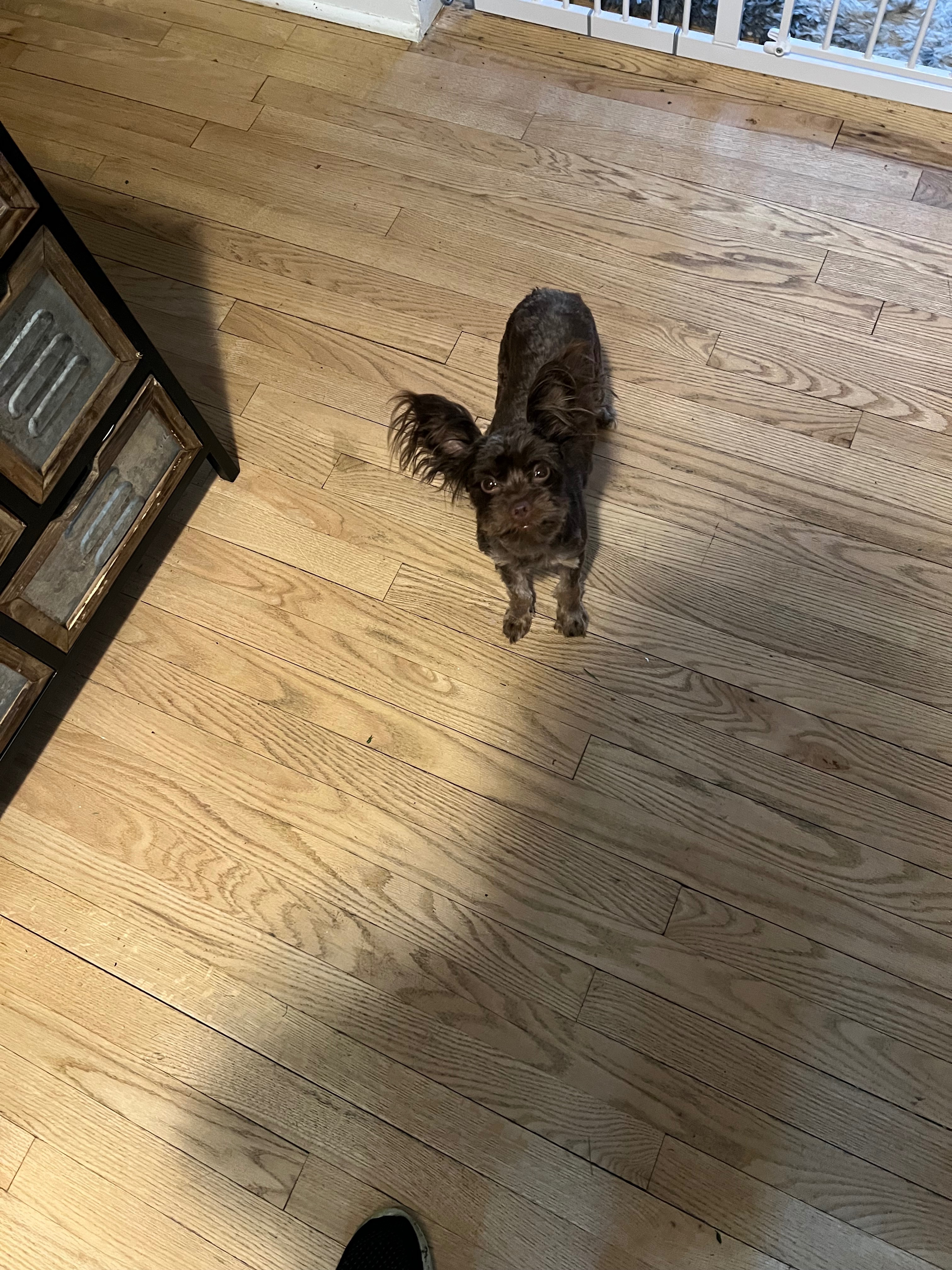 Donate to Save Coco's Life campaign photo, 4 of 6