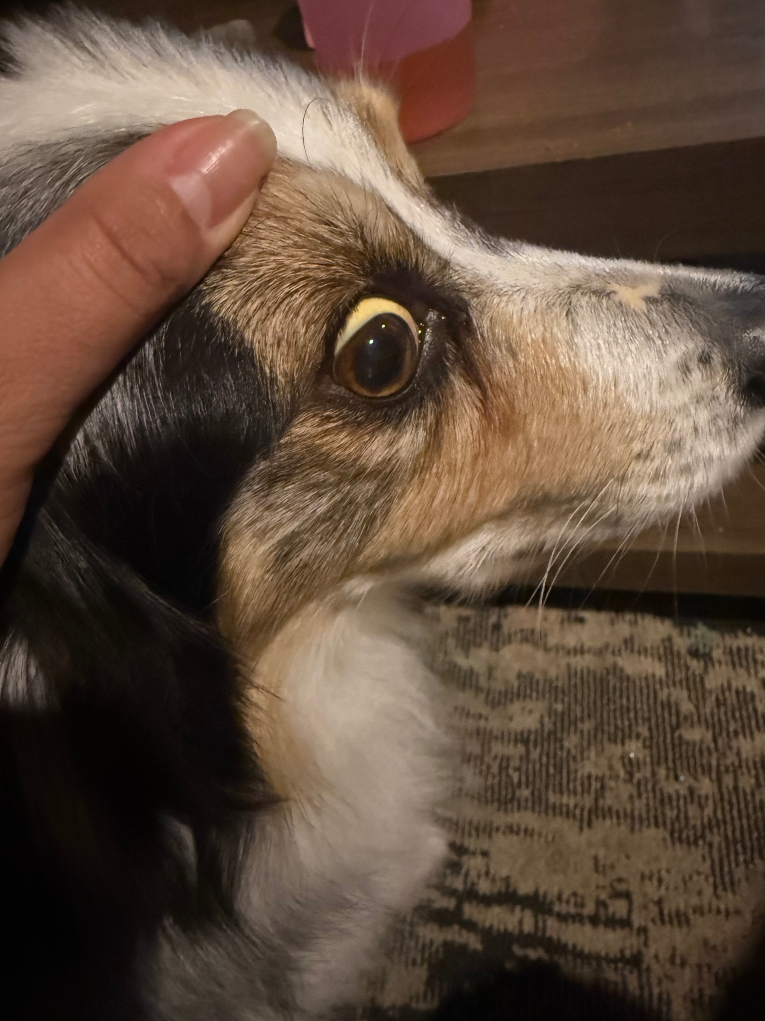 Help Xena Get the Vet Care She Needs campaign photo, 6 of 7
