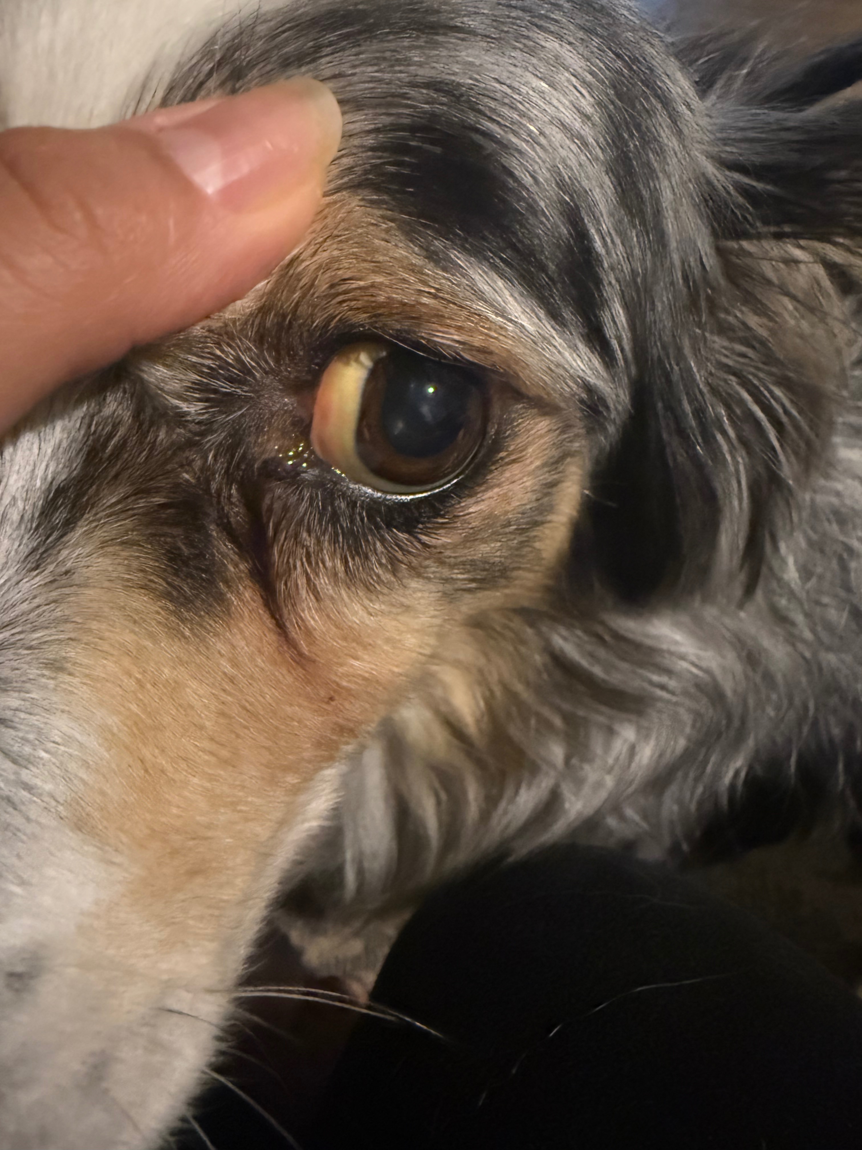 Help Xena Get the Vet Care She Needs campaign photo, 2 of 7
