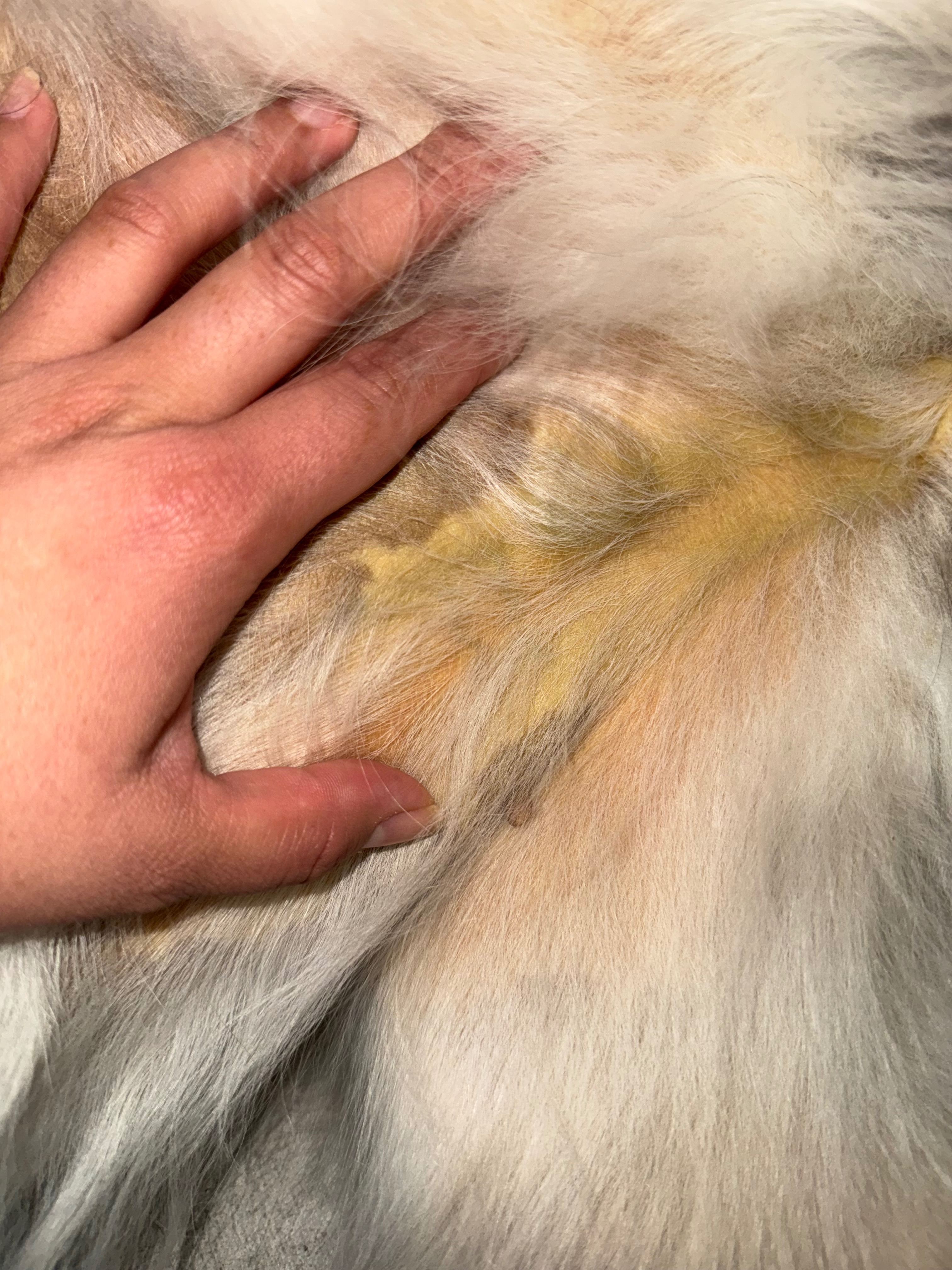 Help Xena Get the Vet Care She Needs campaign photo, 4 of 7