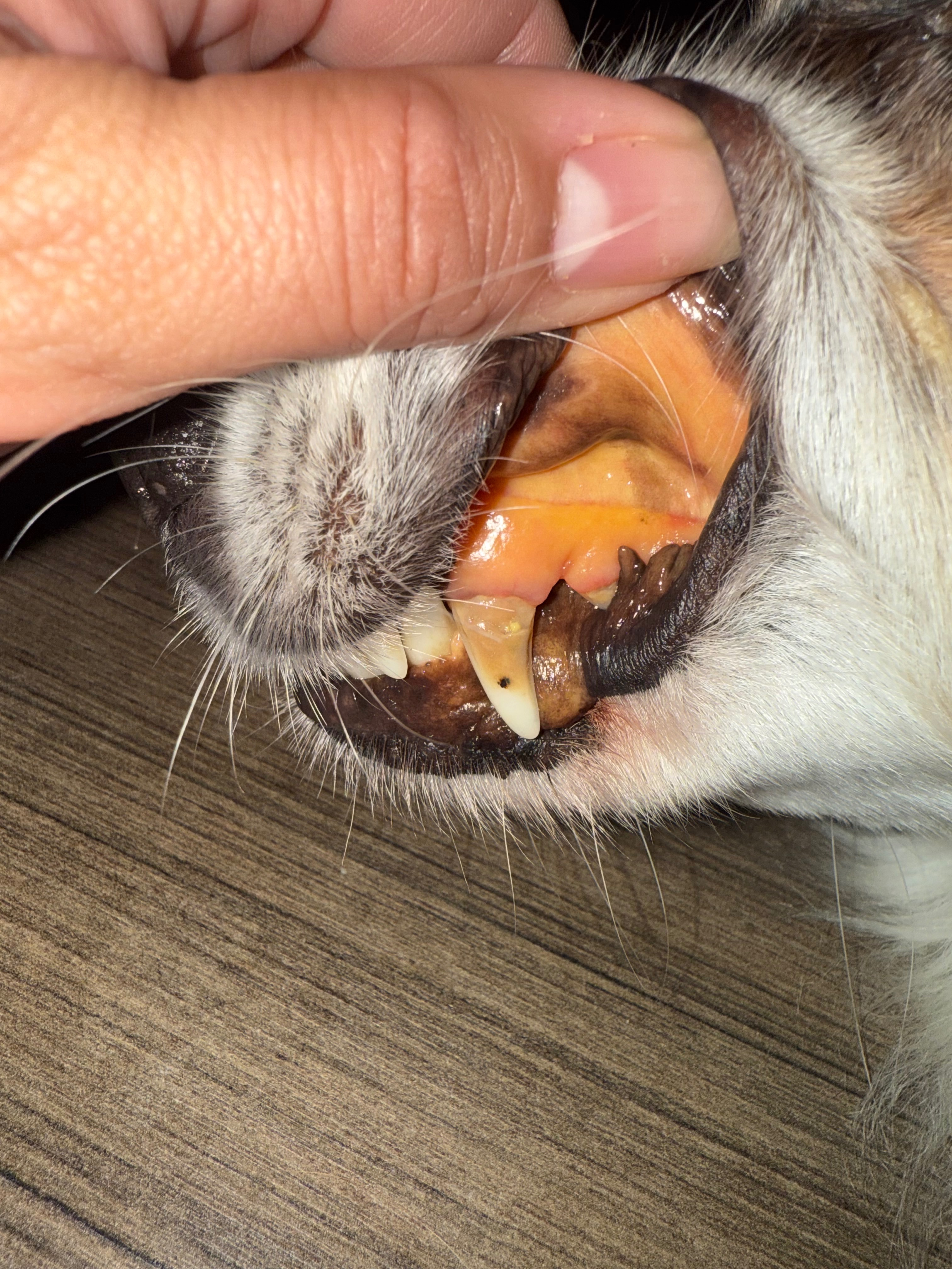 Help Xena Get the Vet Care She Needs campaign photo, 5 of 7