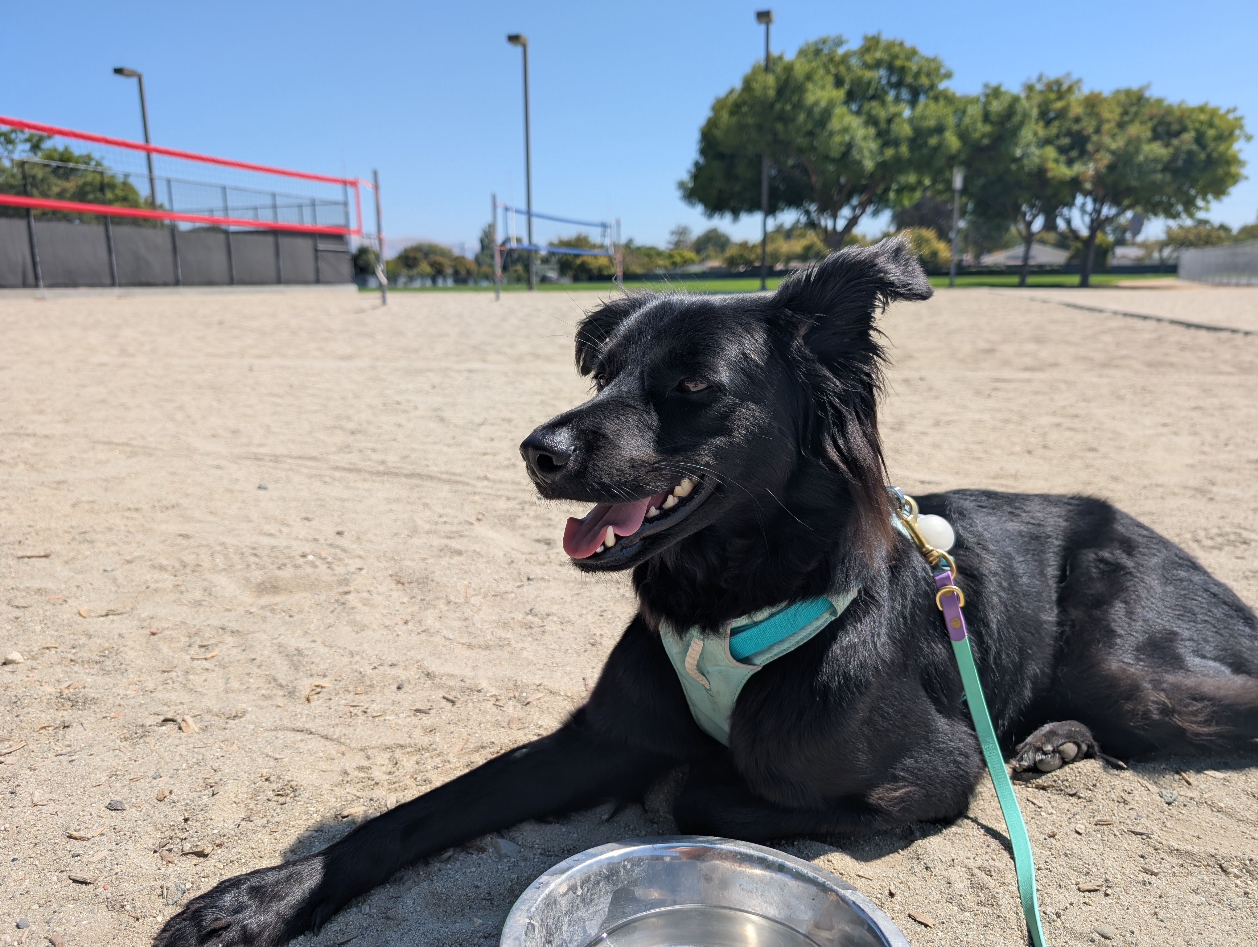 Donate for Winston's Knee Surgery campaign photo, 5 of 6