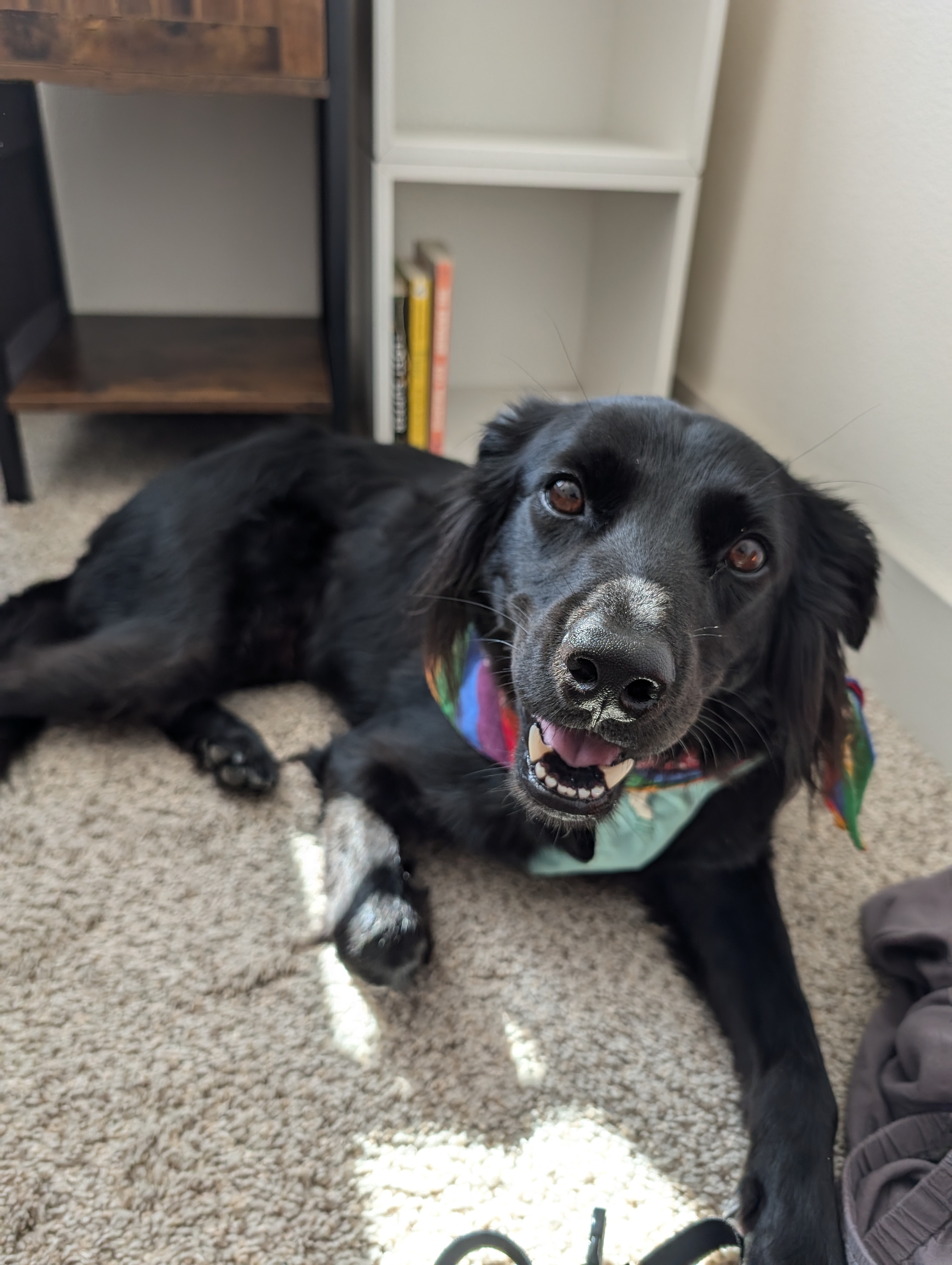 Donate for Winston's Knee Surgery campaign photo, 2 of 6
