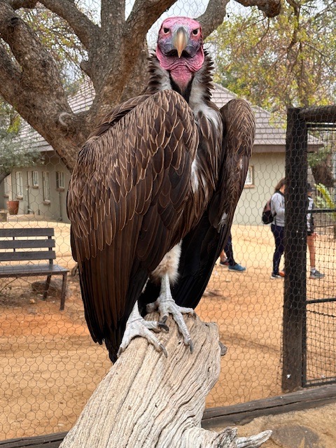 New Vulture enclosure for Moholoholo Rehabilitation Centre campaign photo, 6 of 7