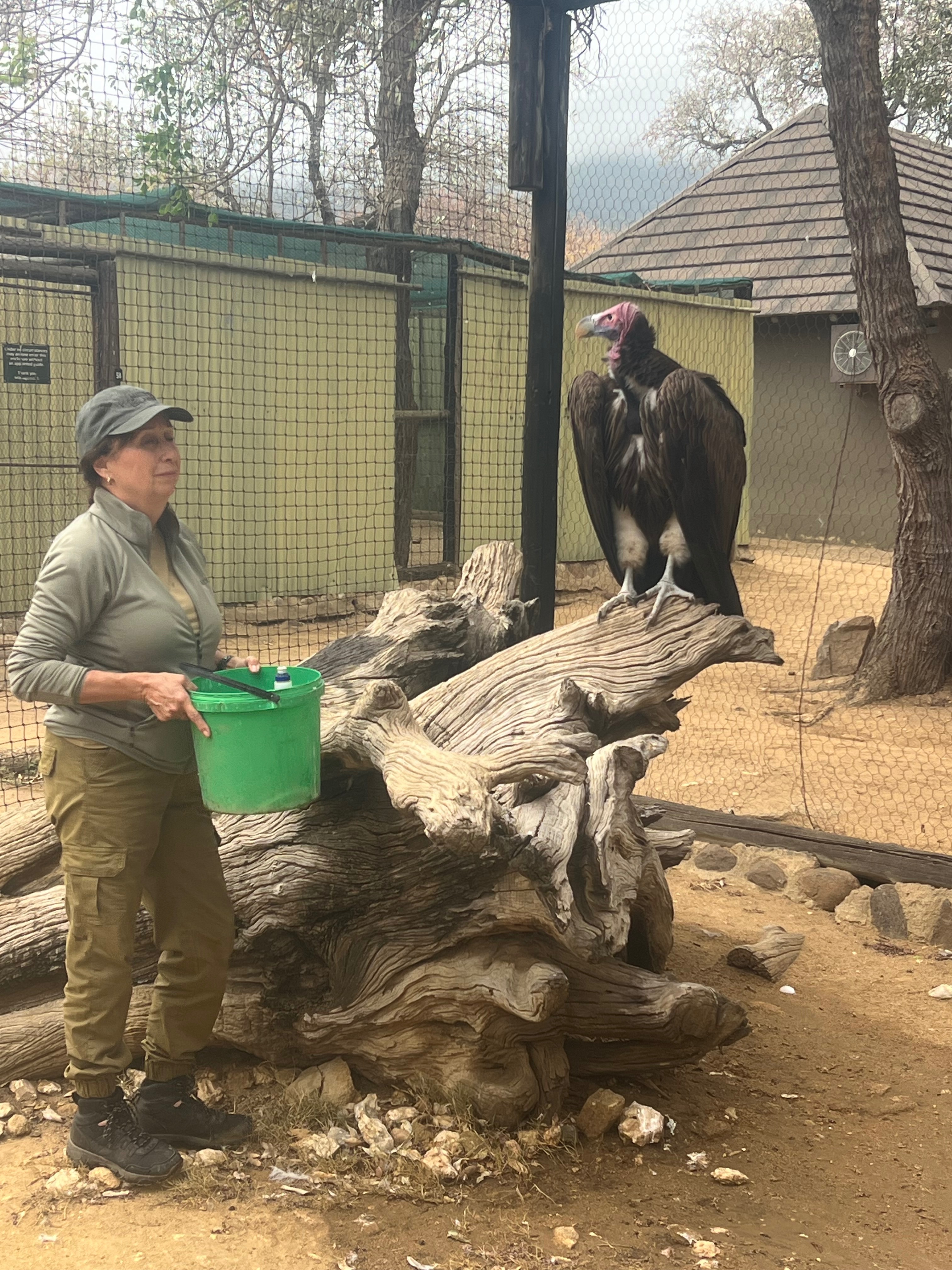 New Vulture enclosure for Moholoholo Rehabilitation Centre campaign photo, 4 of 7
