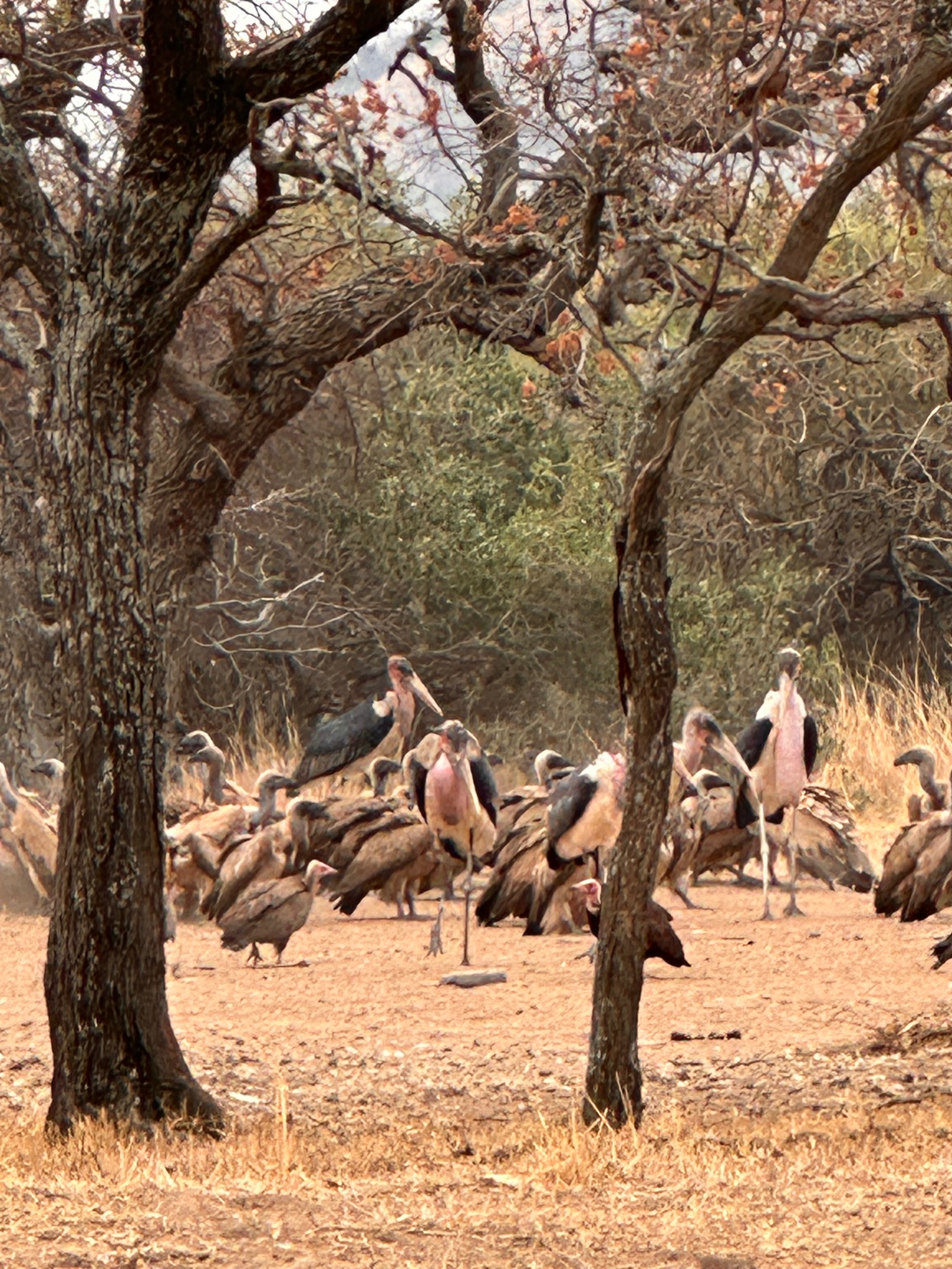 New Vulture enclosure for Moholoholo Rehabilitation Centre campaign photo, 2 of 7
