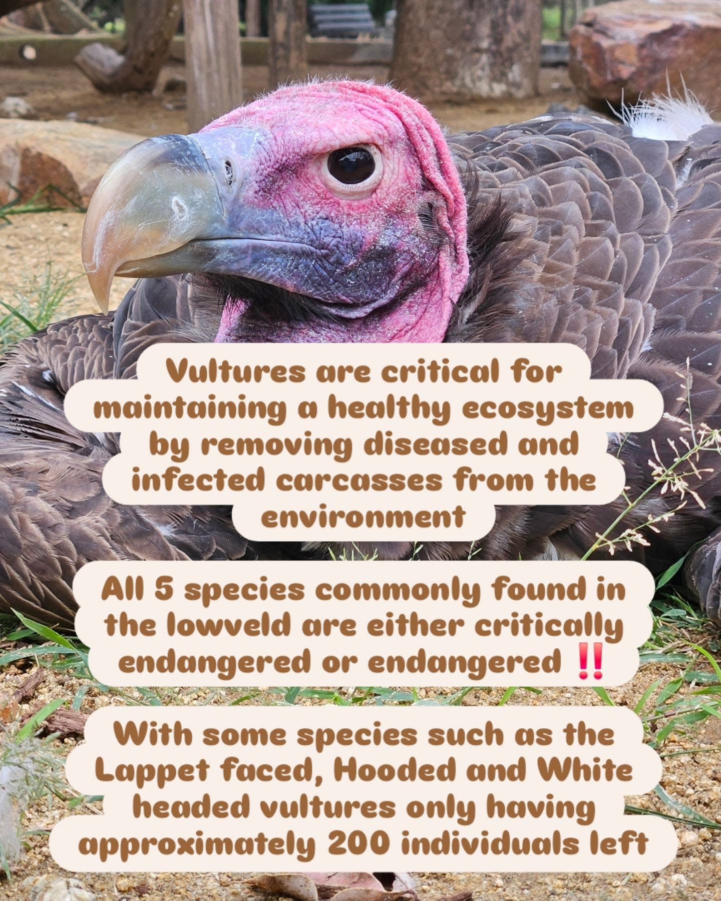New Vulture enclosure for Moholoholo Rehabilitation Centre campaign photo, 5 of 7