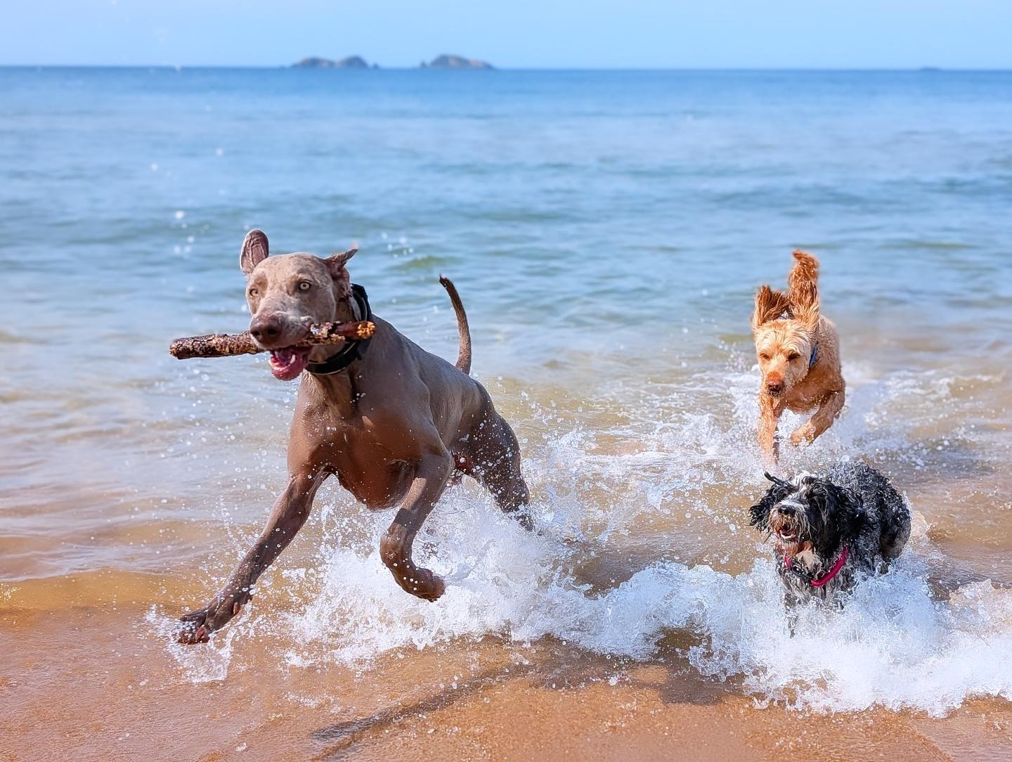 Help Lottie Keep the People & Puppers Rolling! campaign photo, 2 of 8