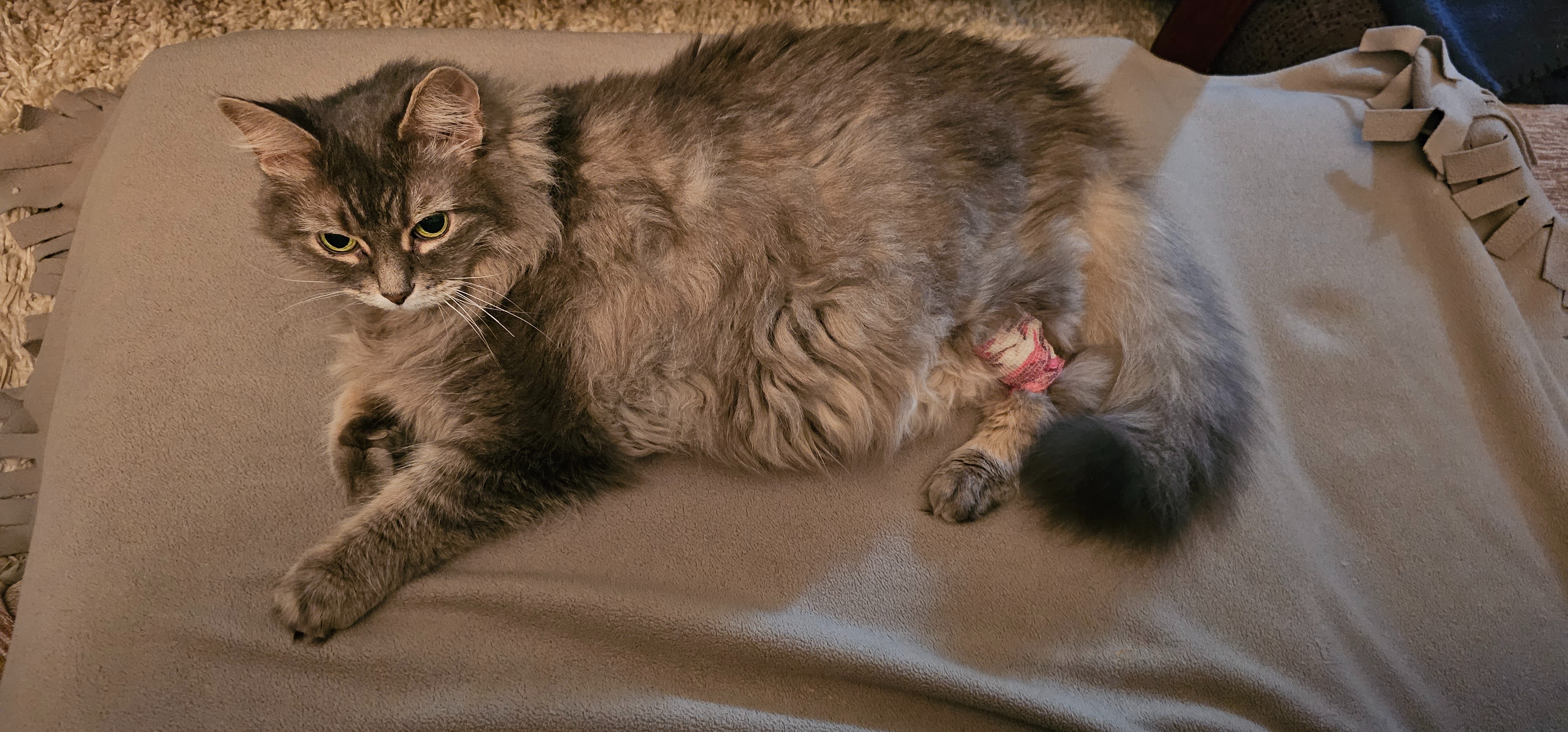 13 Years of Love - Please Help Me Save Nancy campaign photo, 2 of 4