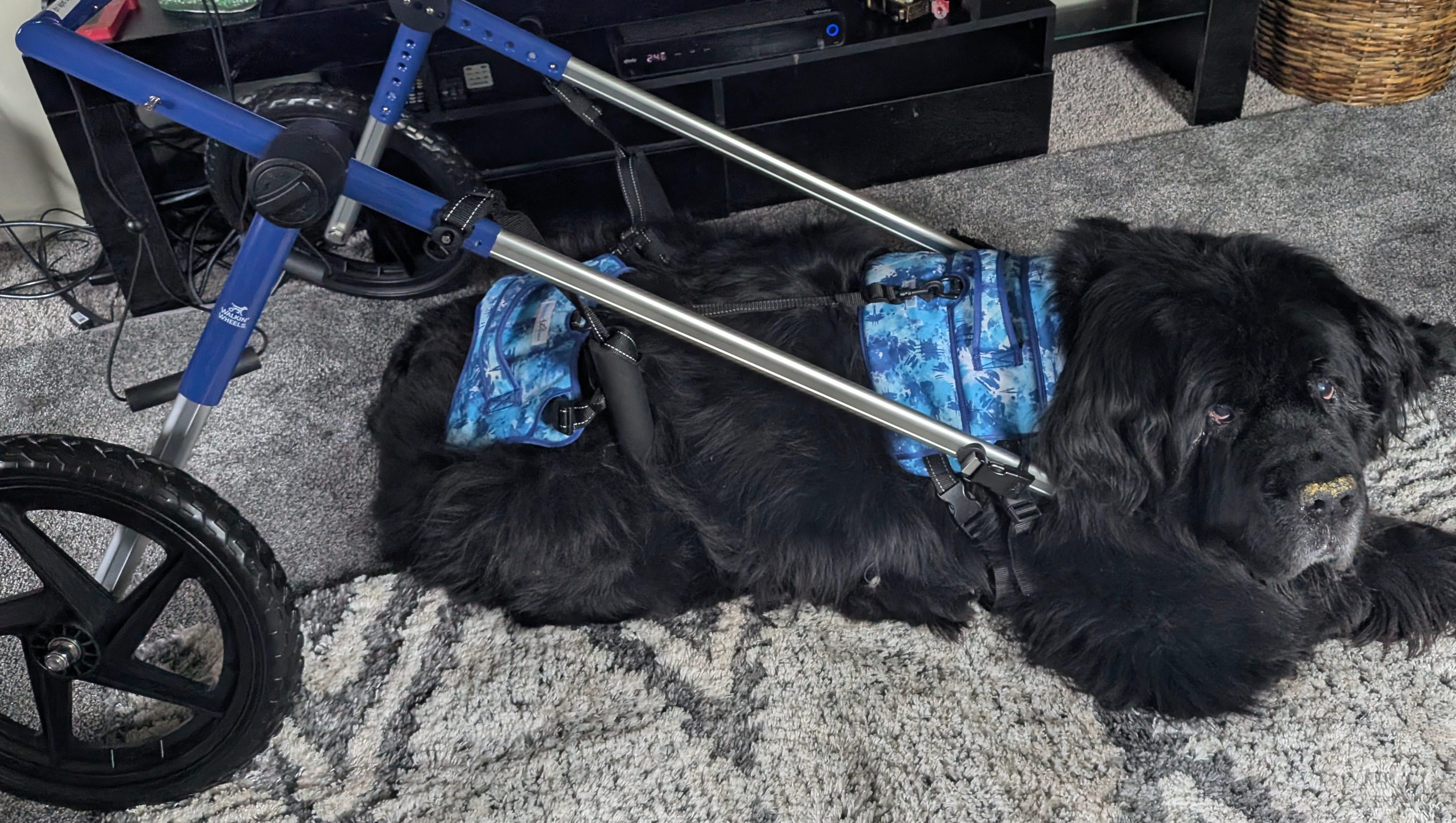 Please help give Jazsperlee a chance of mobility again photo