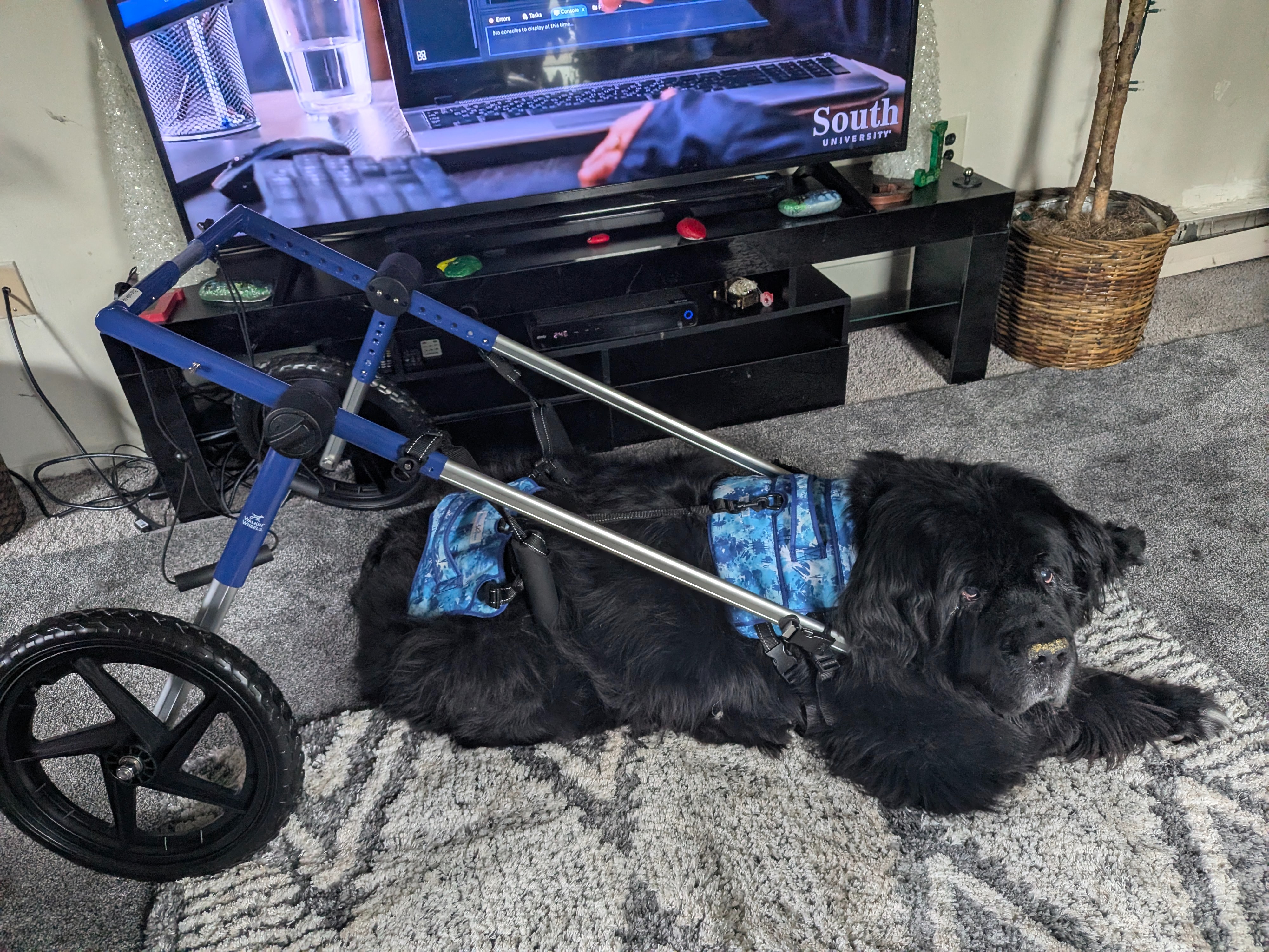 User-uploaded image 1