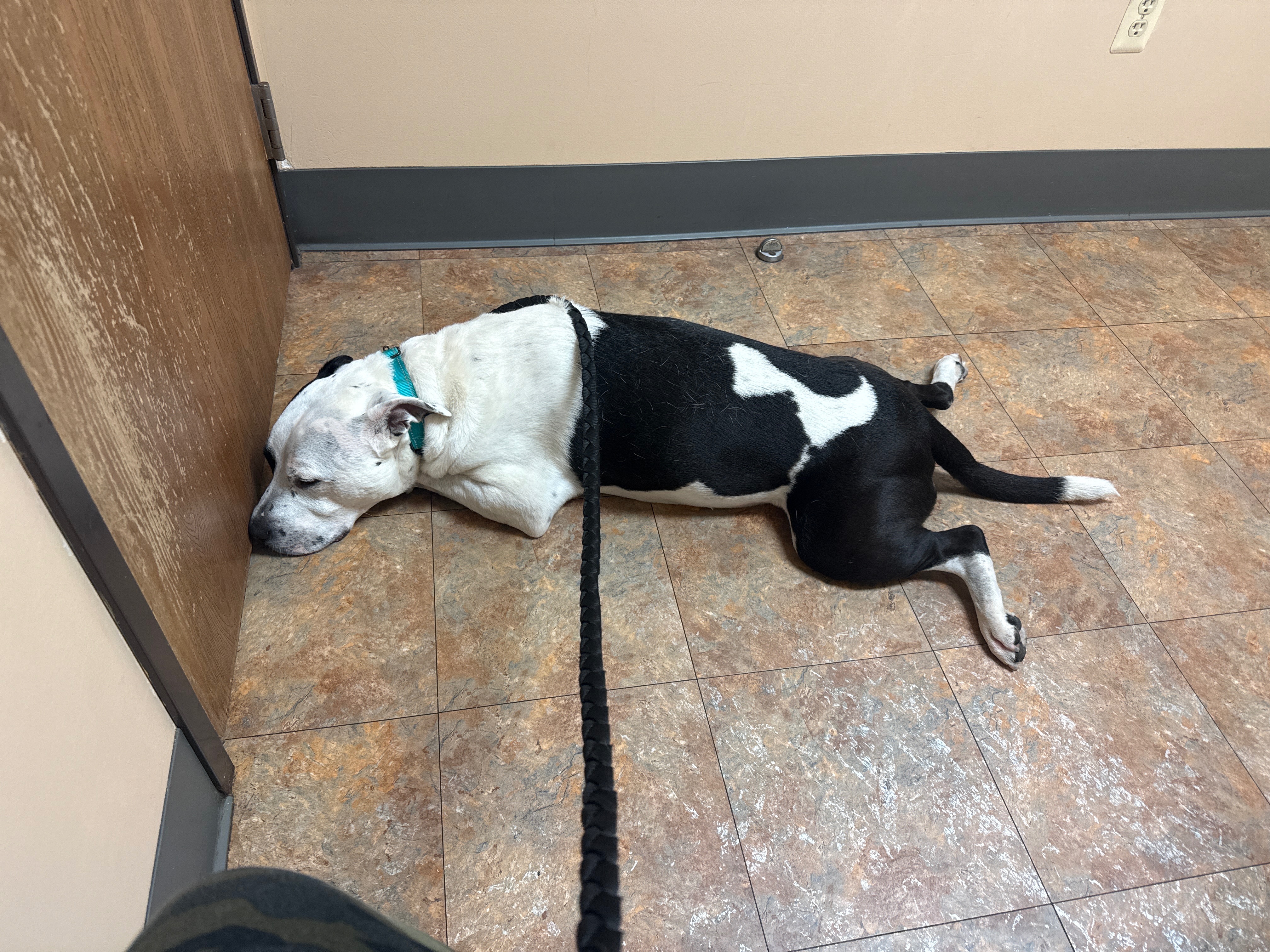 Save Ducky: Urgent Care Needed for Recovery campaign photo, 2 of 8