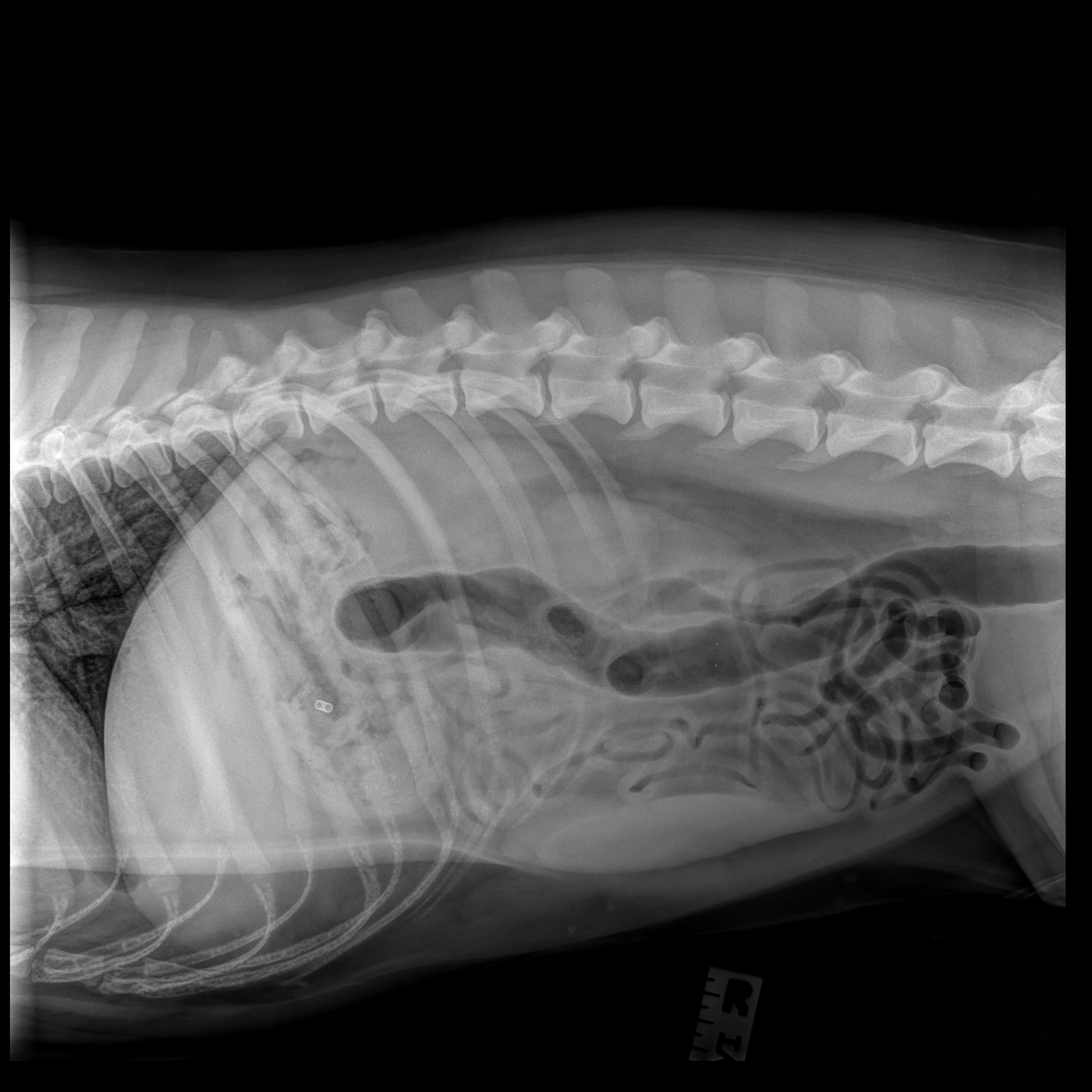 Save Ducky: Urgent Care Needed for Recovery campaign photo, 6 of 8